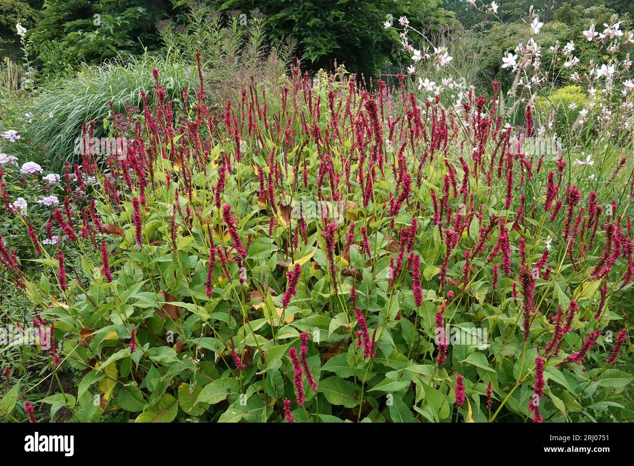 Colorful closeup on an aggregatrion of Red Bistrot plants, Persicaria amplexicaulis, in the garden Stock Photo