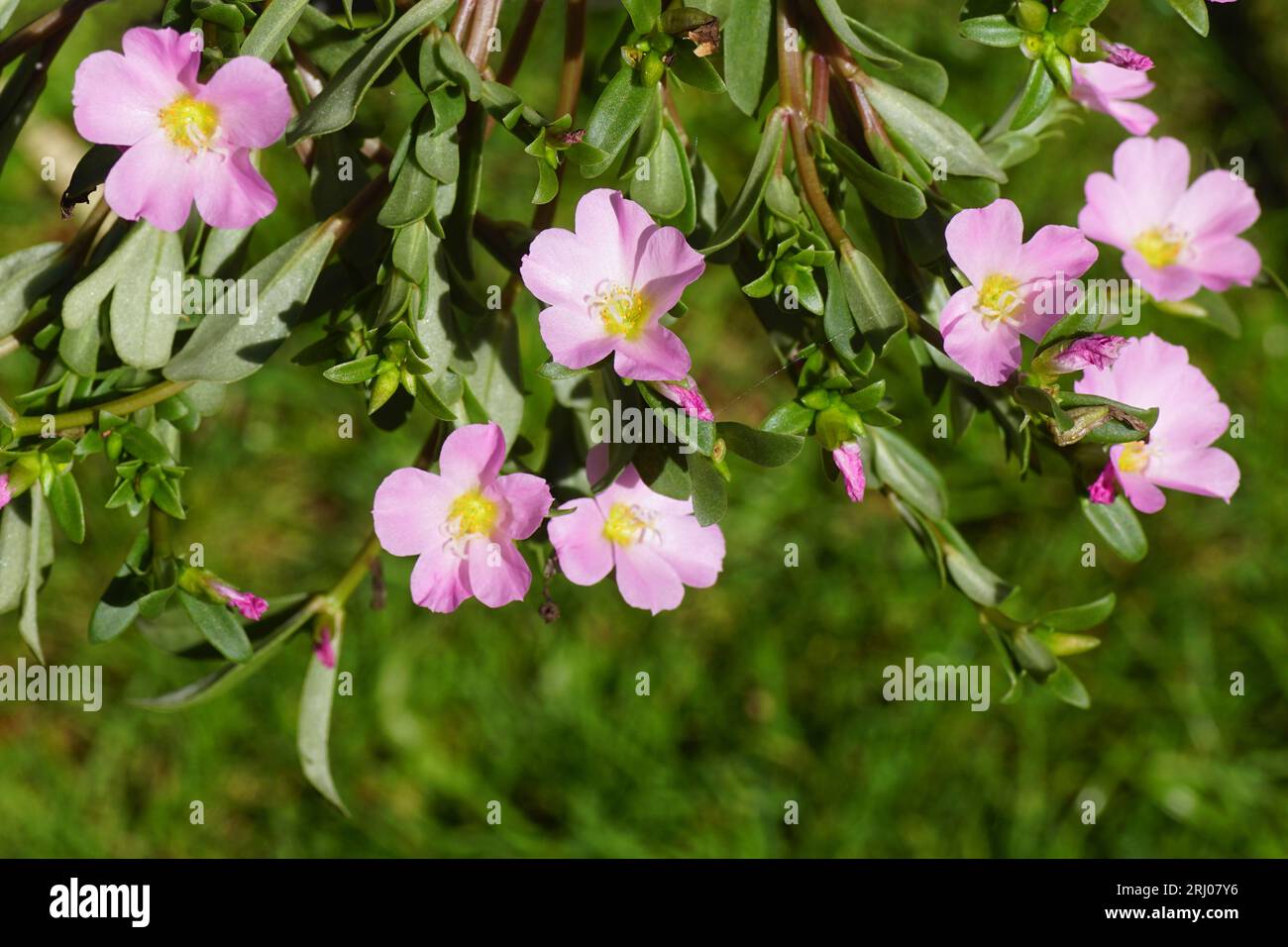 Closeup pink Little hogweed flowers, pursley, common purslane (Portulaca oleracea). Family Portulacaceae. Summer, Dutch garden, August Stock Photo
