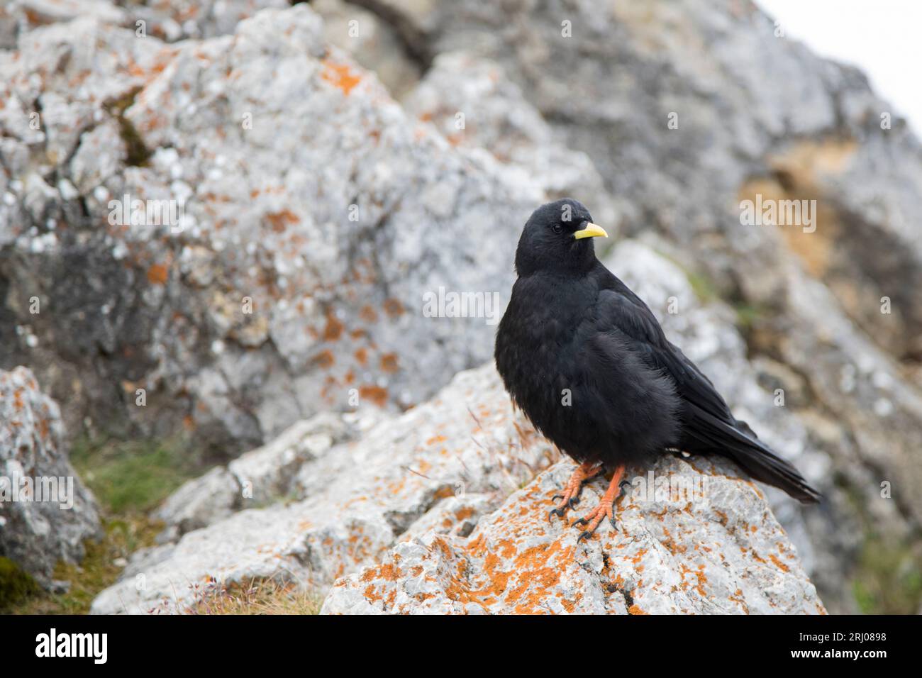 Alpendohle, Pyrrhocorax graculus, Alpine chough Stock Photo