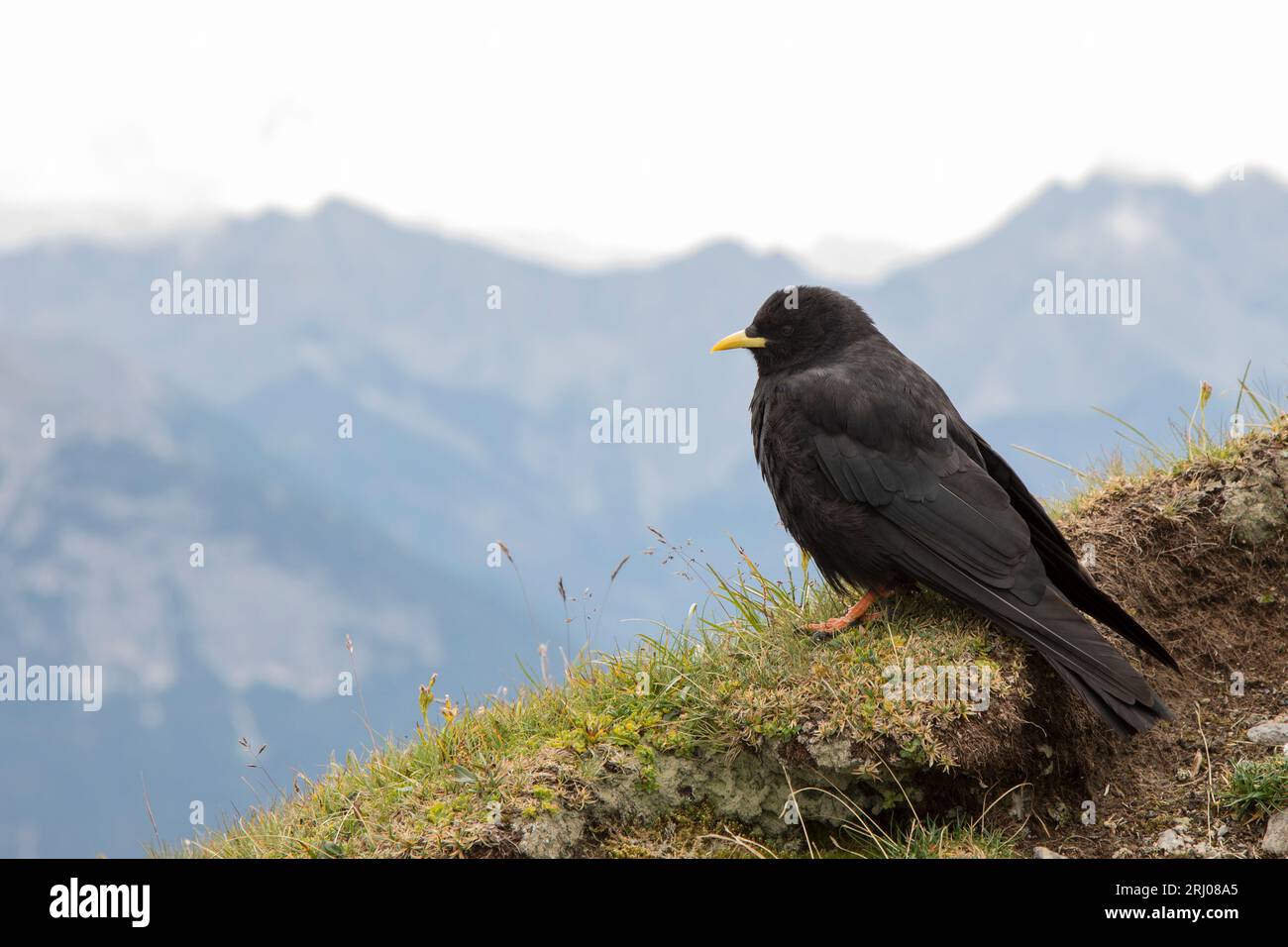 Alpendohle, Pyrrhocorax graculus, Alpine chough Stock Photo