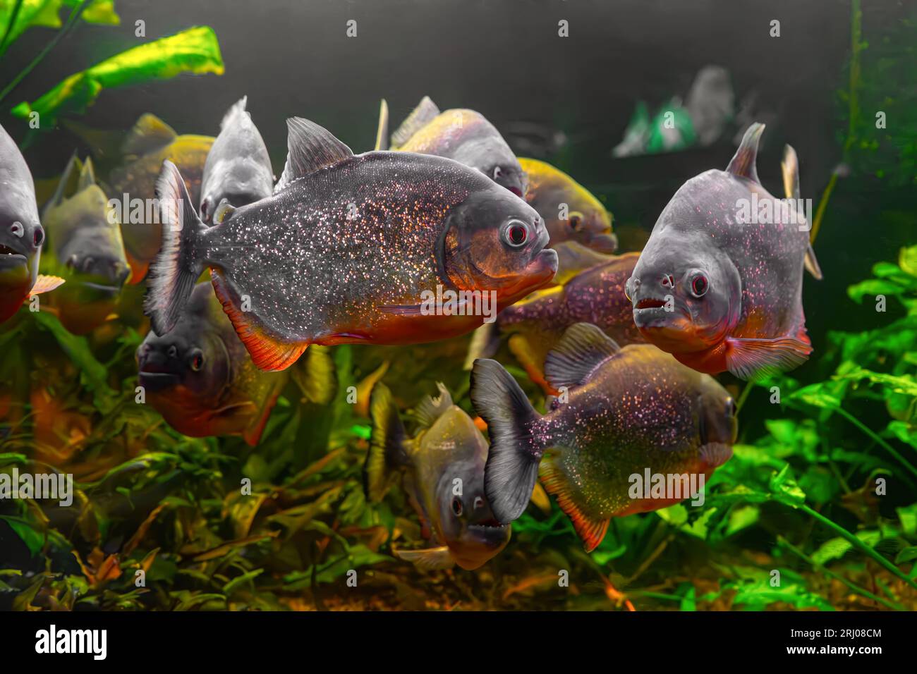 Piranha, Pygocentrus nattereri swimming in aquarium pool with green seaweed. Famous fresh water fish for aquarium hobby. Aquatic organism, underwater Stock Photo