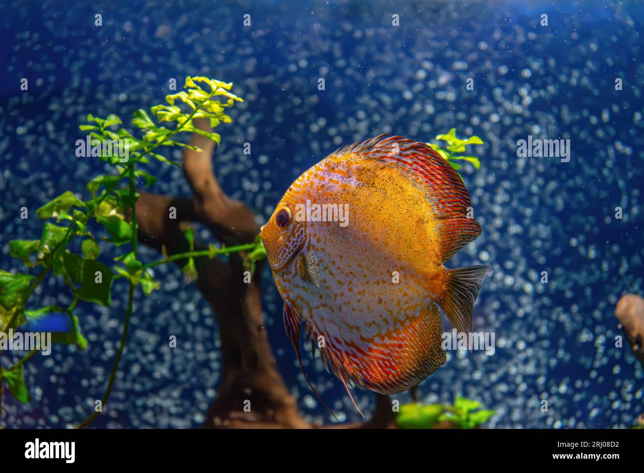Discus aquarium hi-res stock photography and images - Page 2 - Alamy