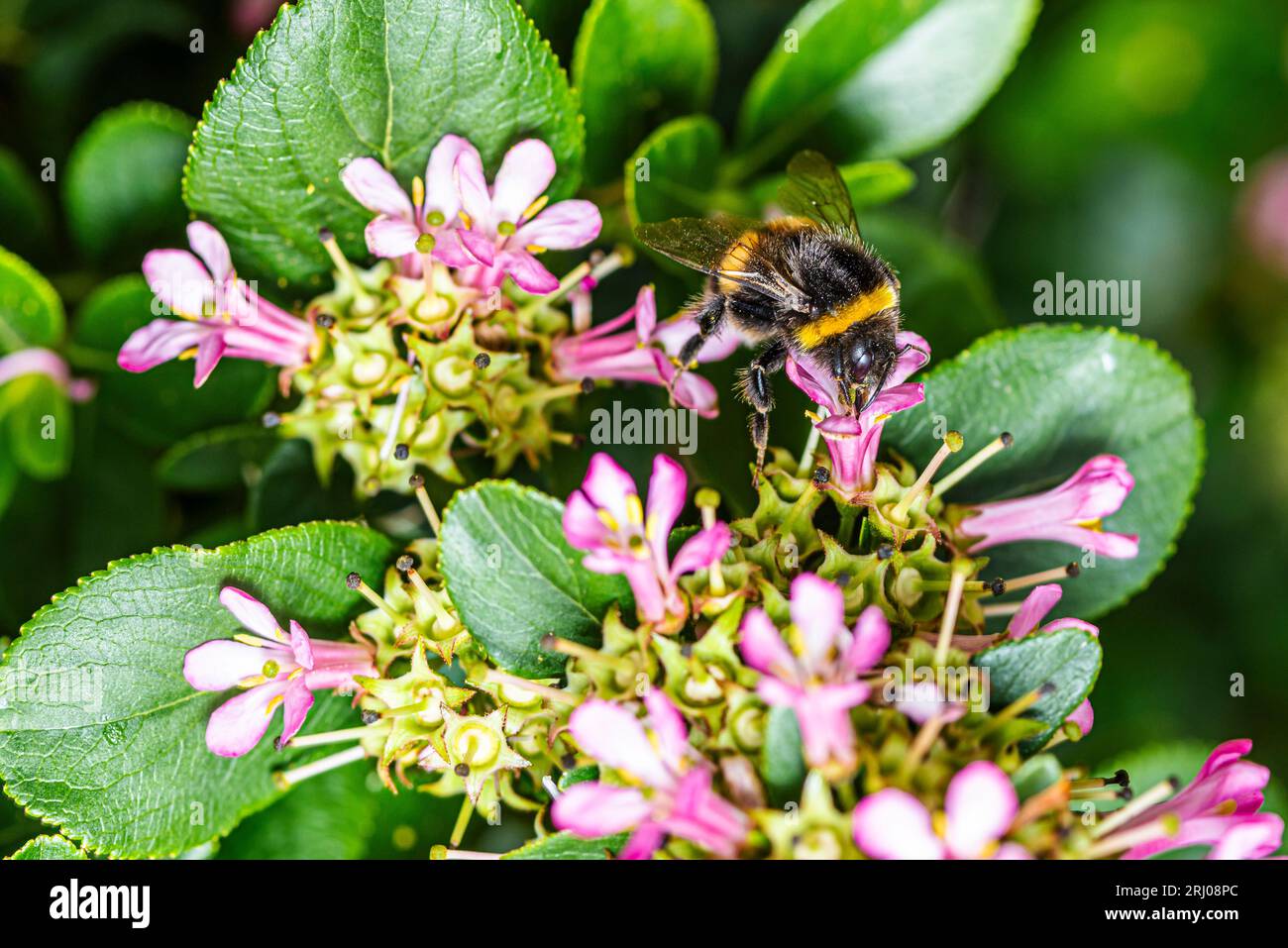 White tailed bumblebee taking nectar from Escallonia blossom. Stock Photo