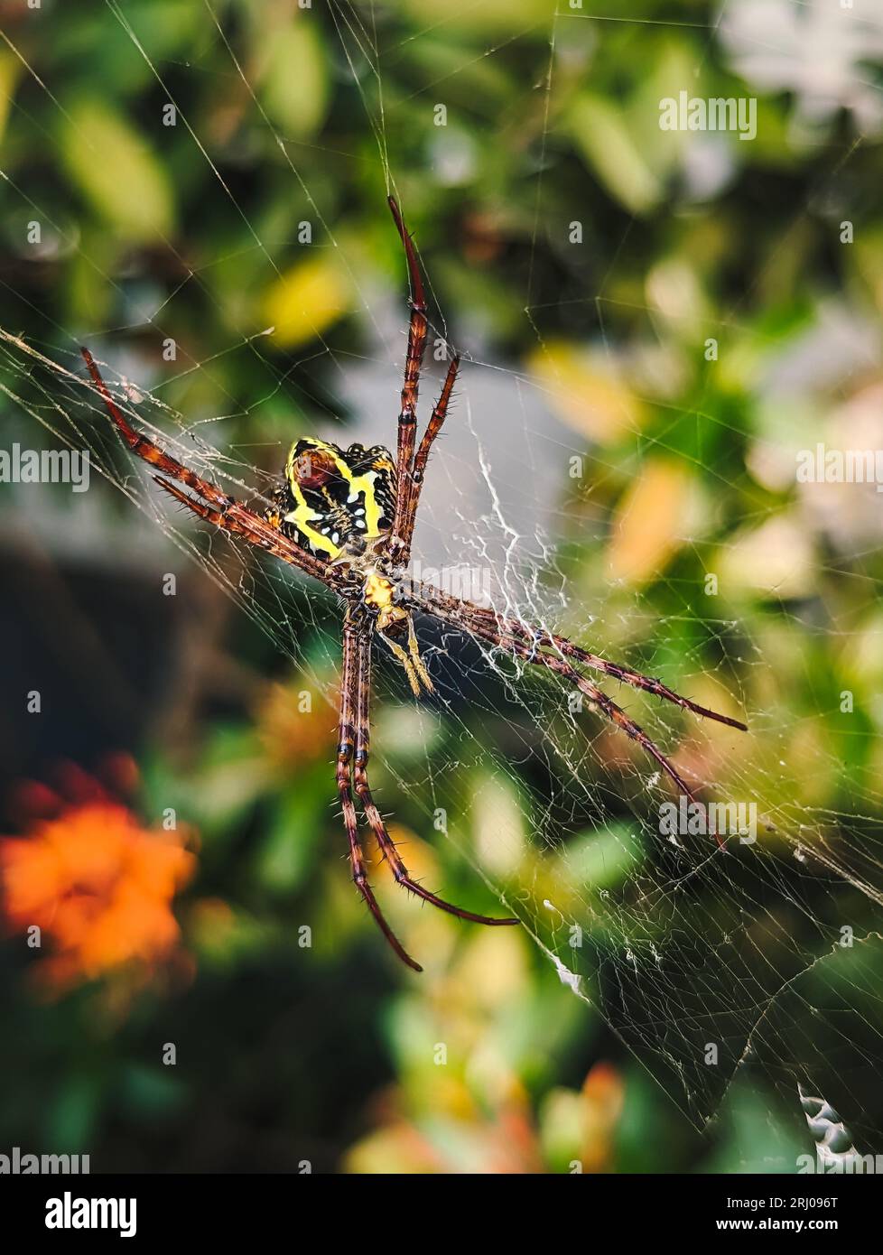 a large spider with a beautiful yellow pattern on its stomach belly standing on the web in the garden Stock Photo