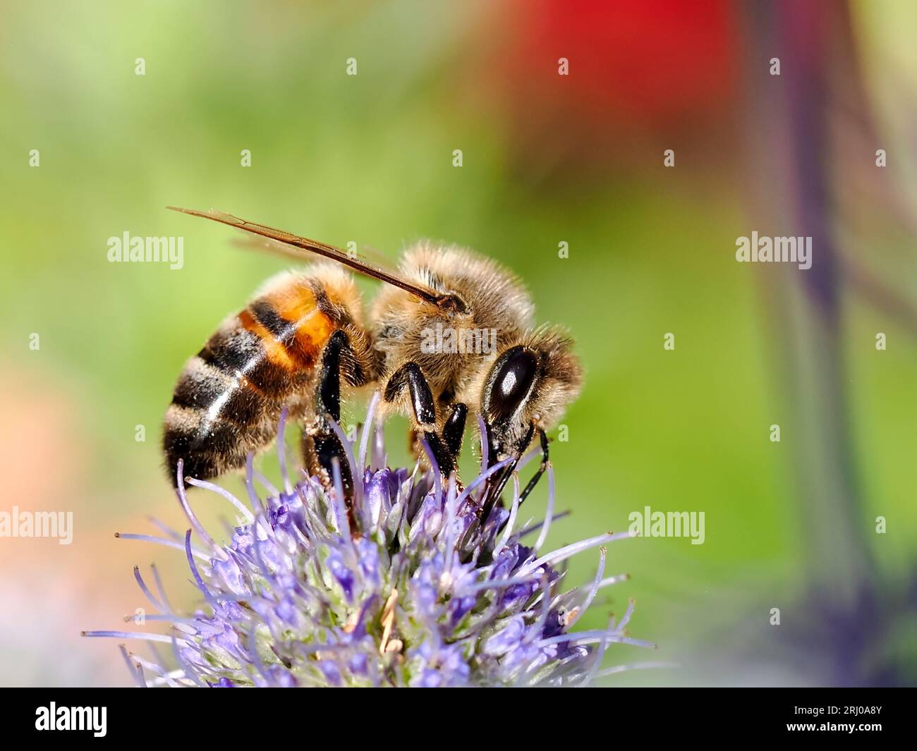 Macro of honey bee (Apis) feeding on blue thisle (Eryngium planus ou Echinops ritro) and seen from profile Stock Photo