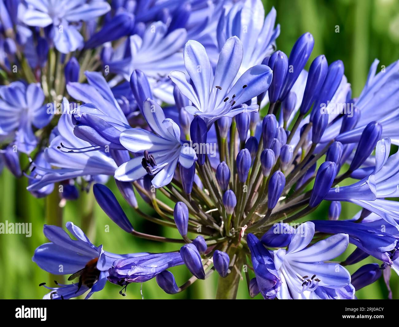 Closeup of blue agapanthus flowers in french garden Stock Photo