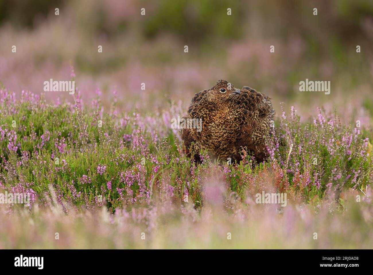 Red Grouse, Scientific name: Lagopus Lagopus. Male Red Grouse with red eyebrow and fluffed up feathers, facing fronton the colourful North Yorkshire M Stock Photo
