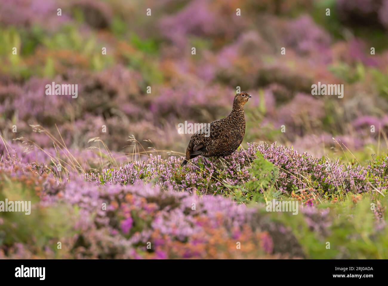 Red Grouse, Scientific name: Lagopus Lagopus. An alert male Red Grouse with red eyebrow, facing right on the colourful North Yorkshire Moors in Summer Stock Photo
