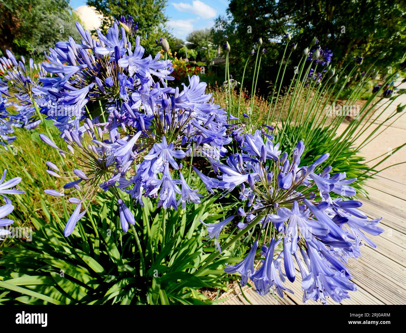 Flower bed of blue agapanthus flowers in french garden Stock Photo