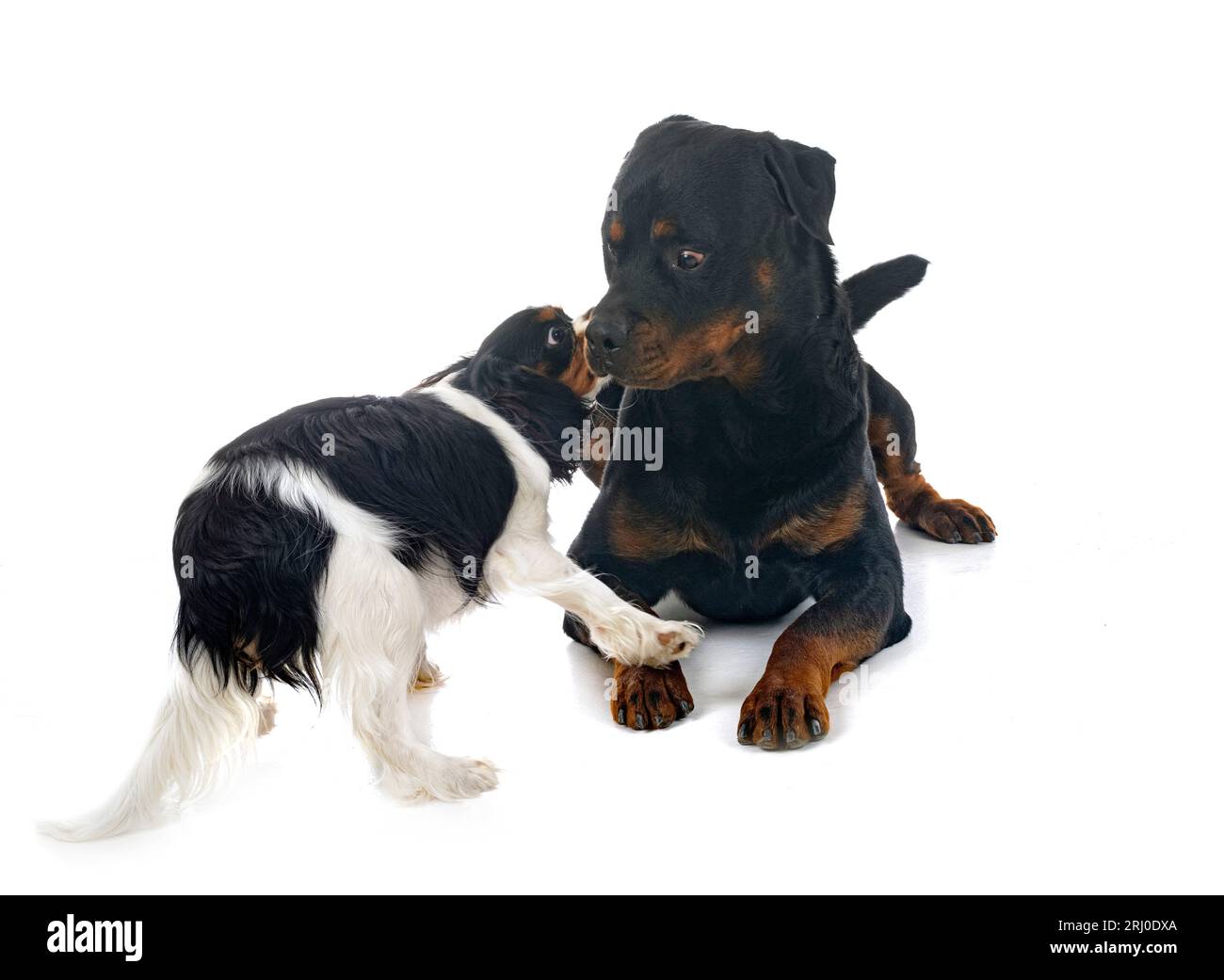 cavalier king charles and rottweiler in front of white background Stock Photo