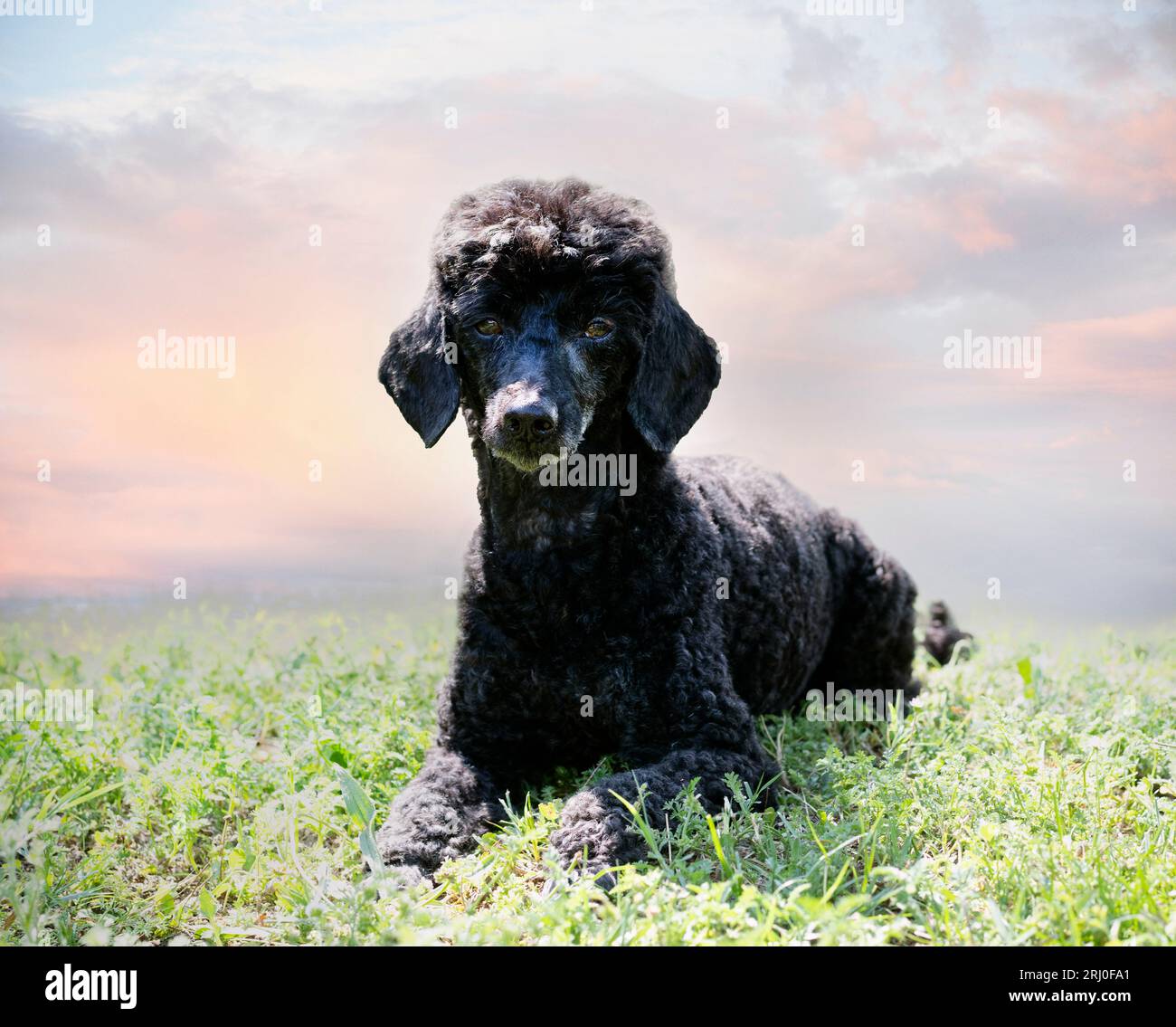 black poodle staying in nature, in summer Stock Photo