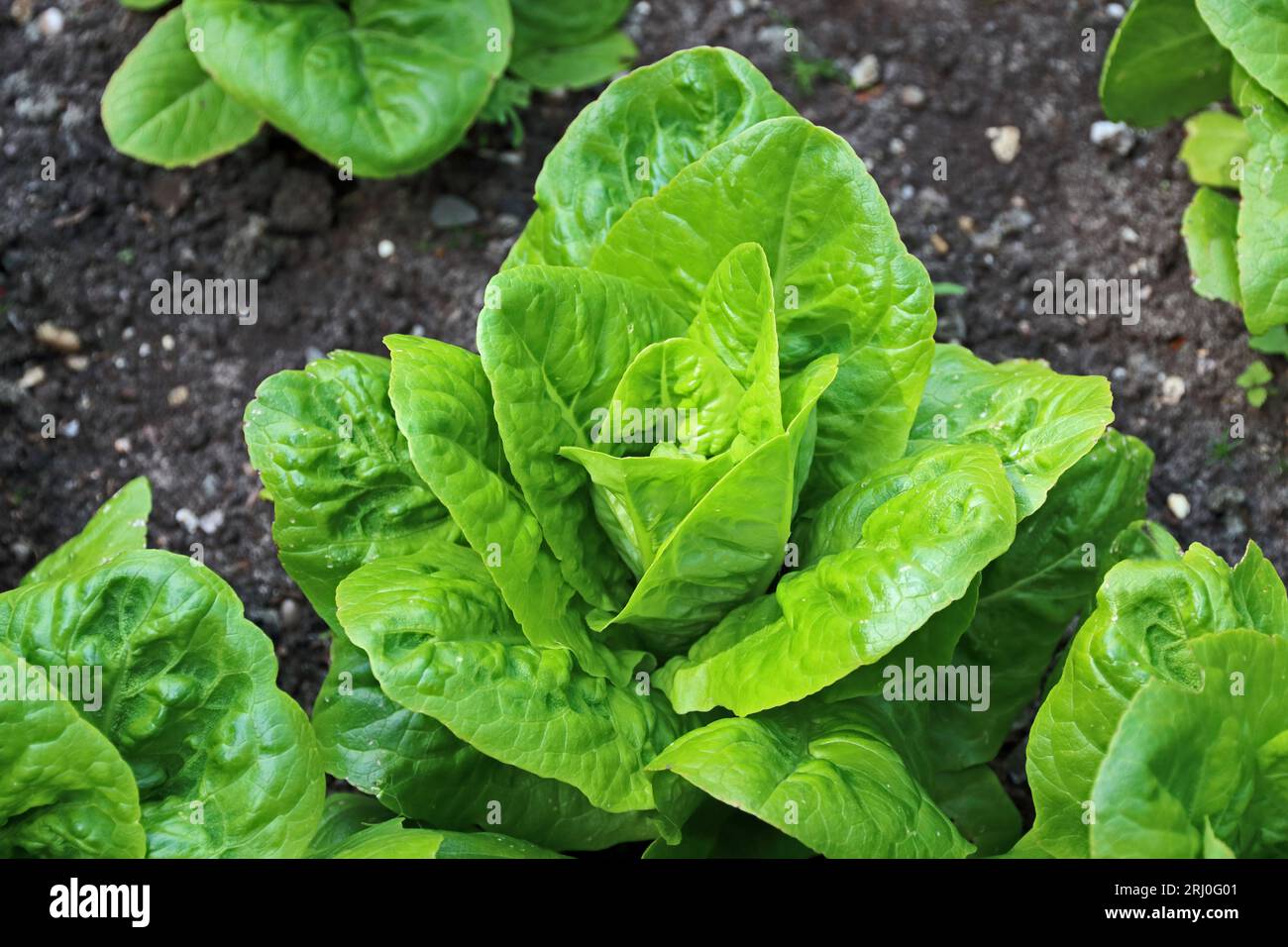 Little Gem Lettuce plants Stock Photo Alamy