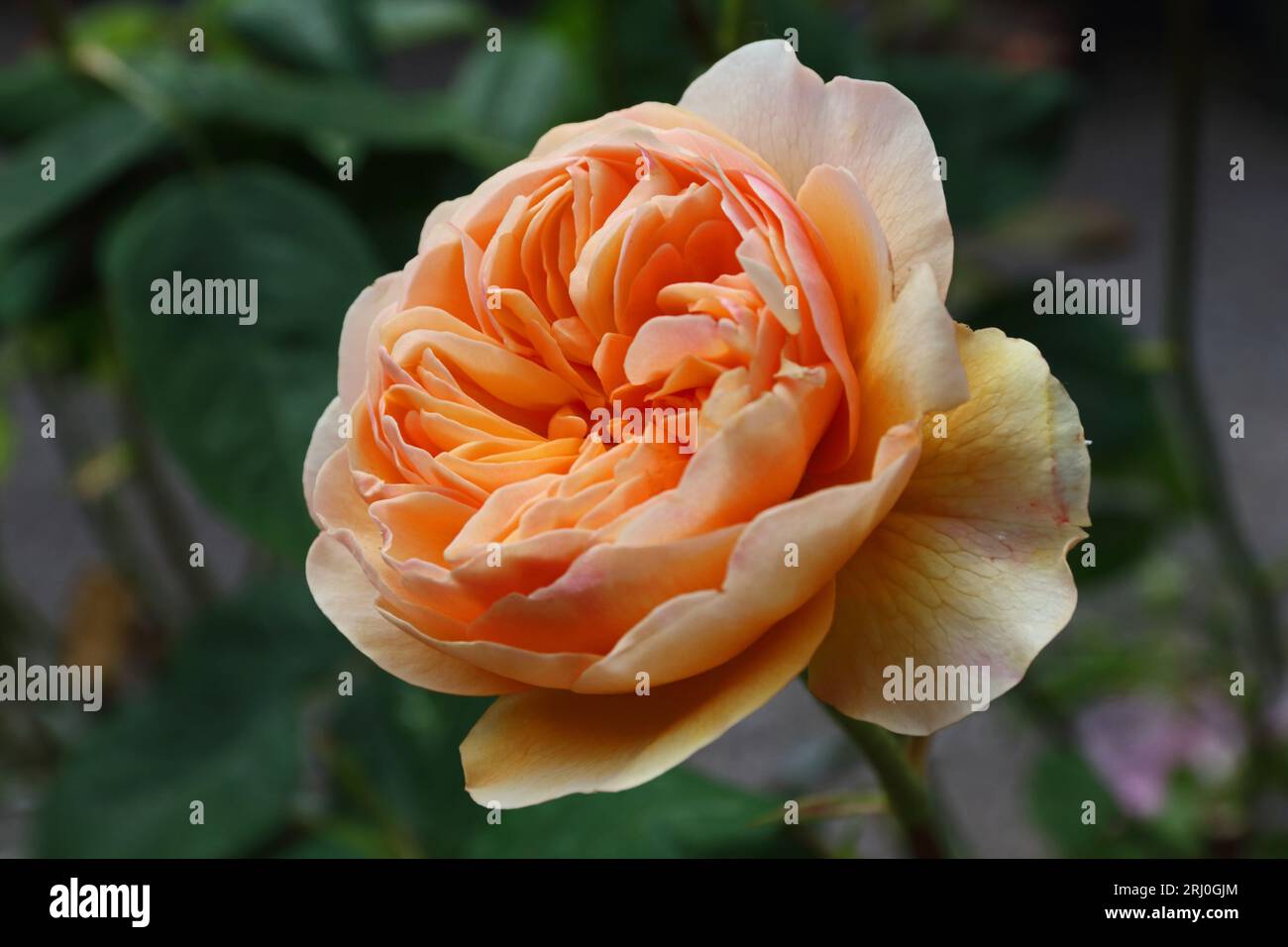 roald-dahl-rose-bloom-stock-photo-alamy