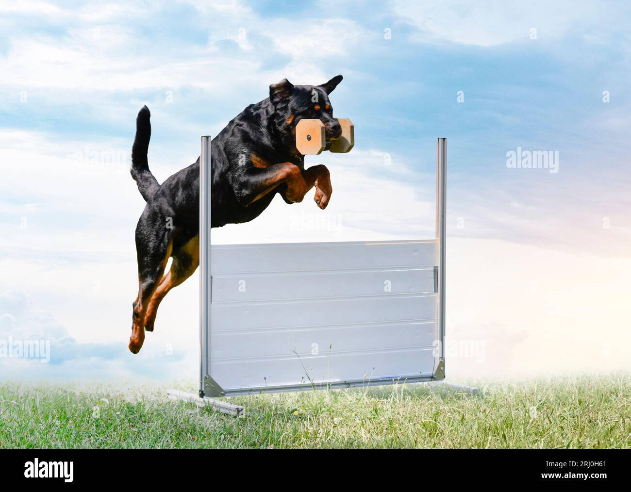 Rottweiler hotsell agility training