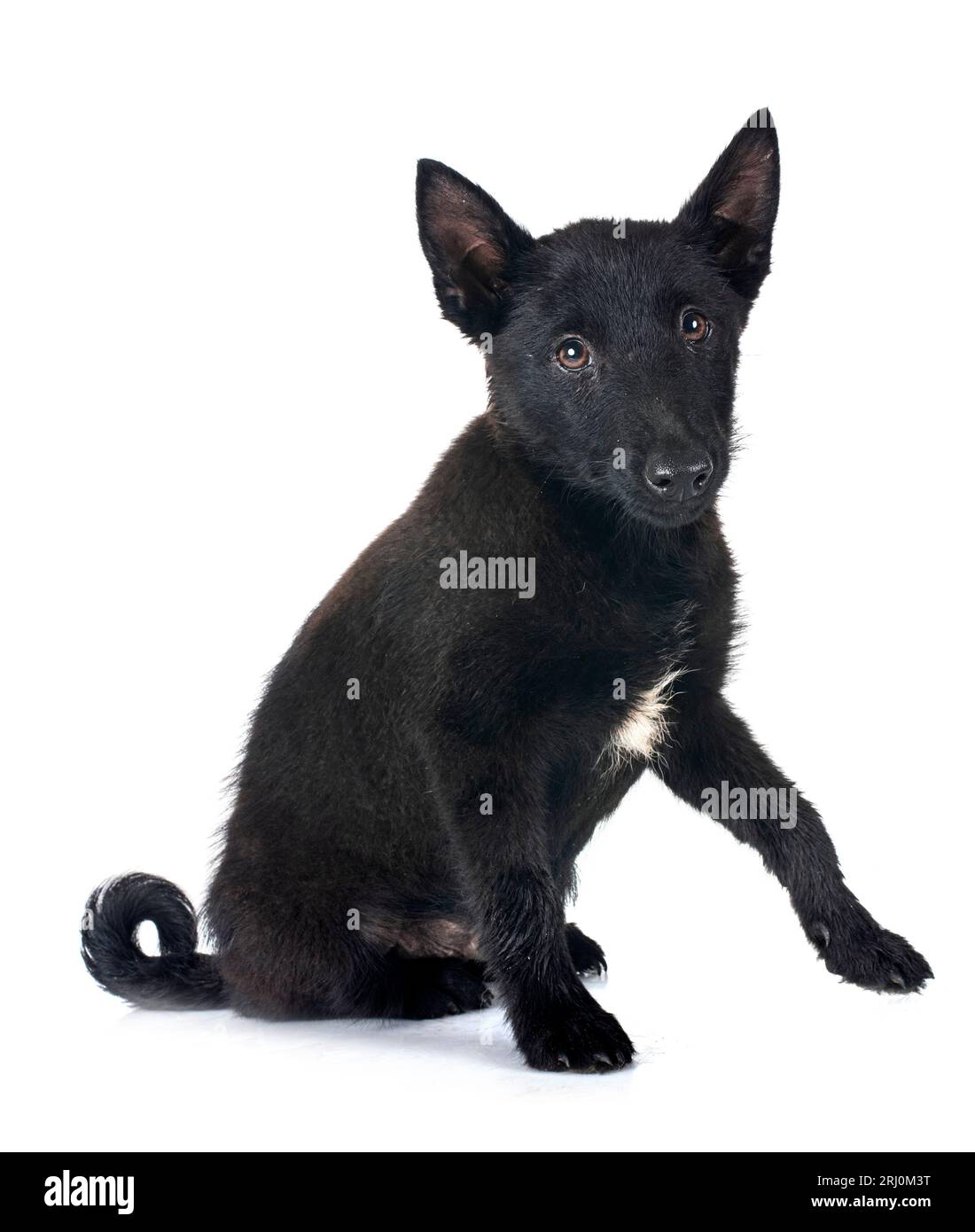 young Schipperke in front of white backgruond Stock Photo