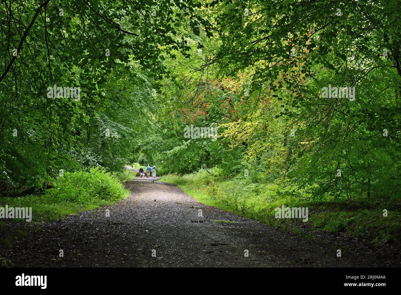 Wentwood Trackway with three people and a dog venturing forth into the forest. Wentwood in August is always green  - in the county of Monmouthshire Stock Photo