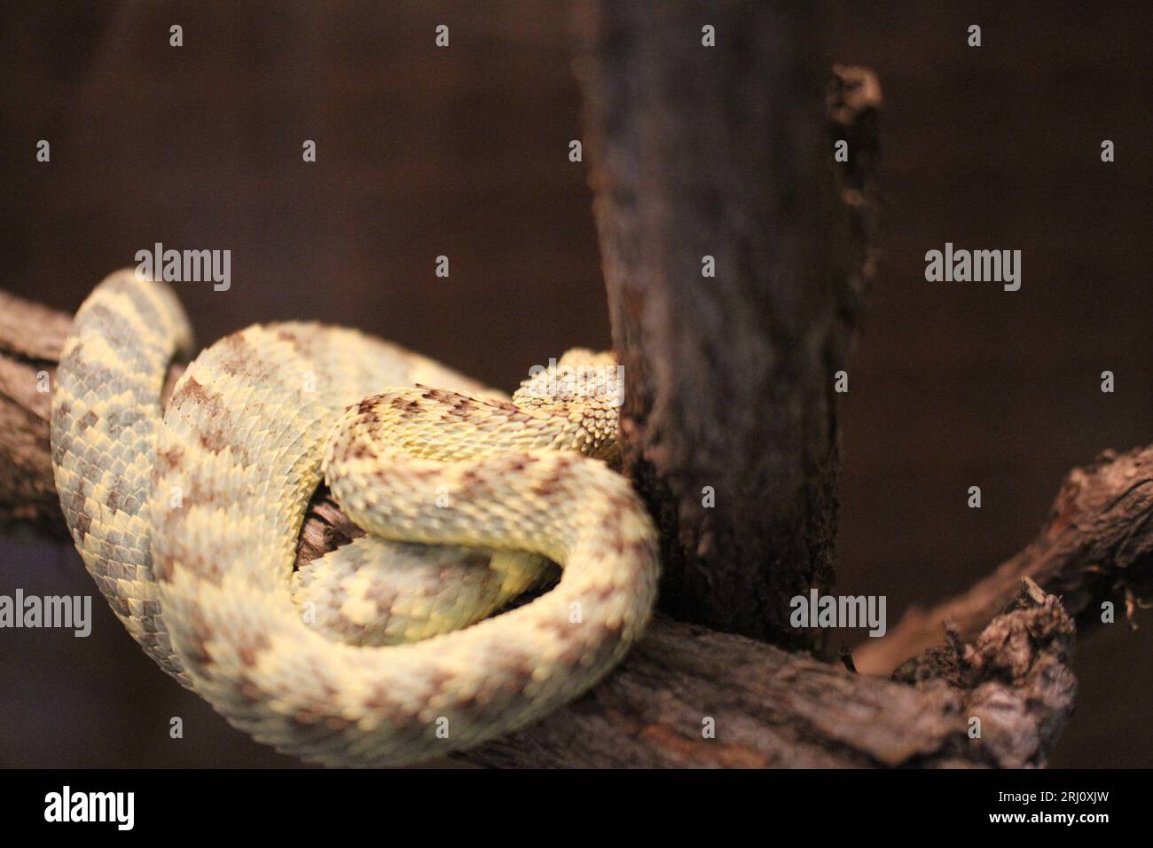 snake in terrarium resting Stock Photo