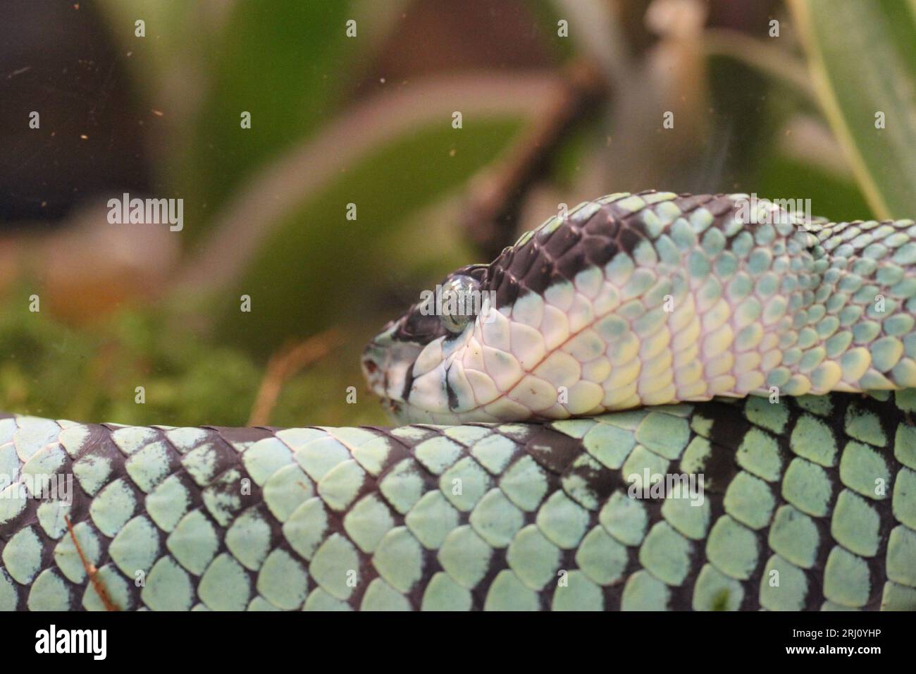 snake in terrarium resting Stock Photo