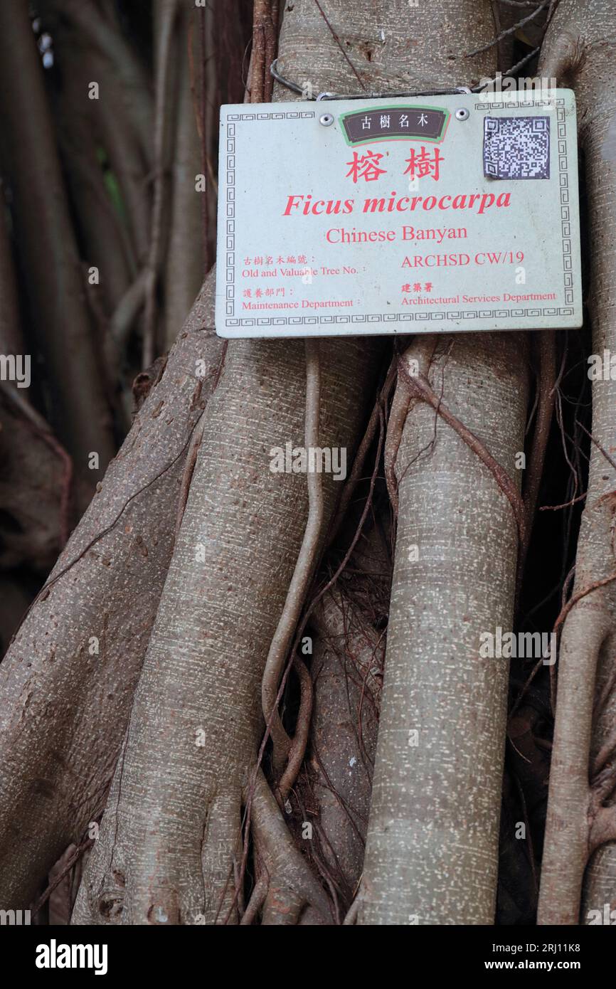 Close-up of labelled Ficus macrocarpa (Chinese Banyan) tree, King George V Memorial Park, Sai Ying Pun, Hong Kong Island, Hong Kong, China 20 Aug 2023 Stock Photo