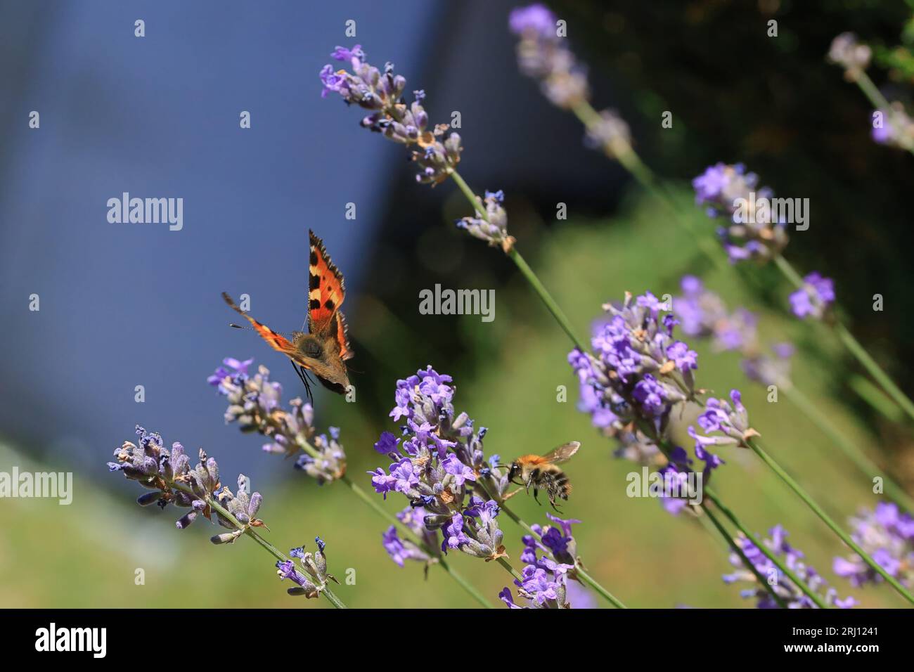 close up of a small tortoiseshell butterfly amidst blooming lavender Stock Photo