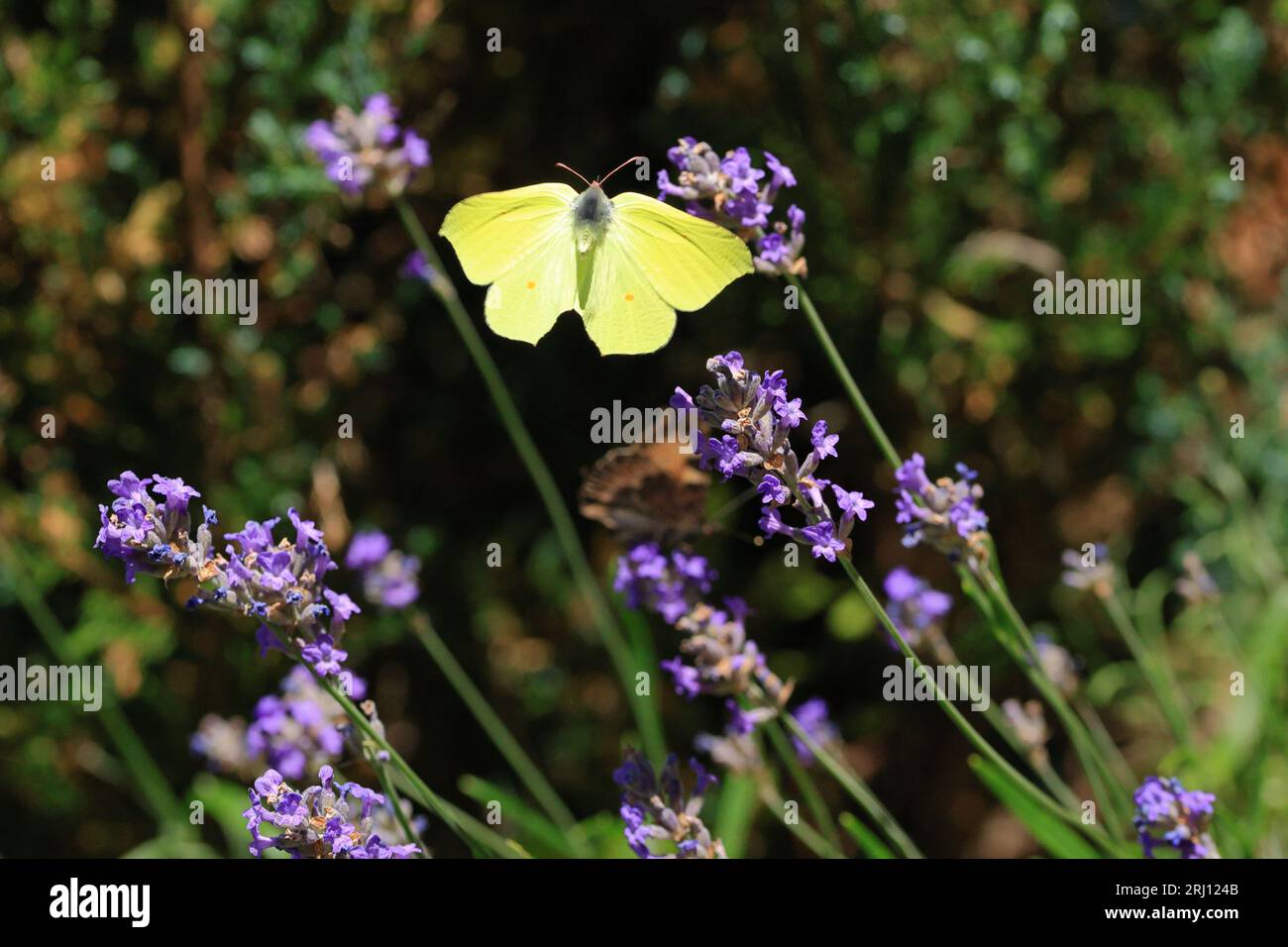 close up of a brimstone butterfly amidst blooming lavender Stock Photo