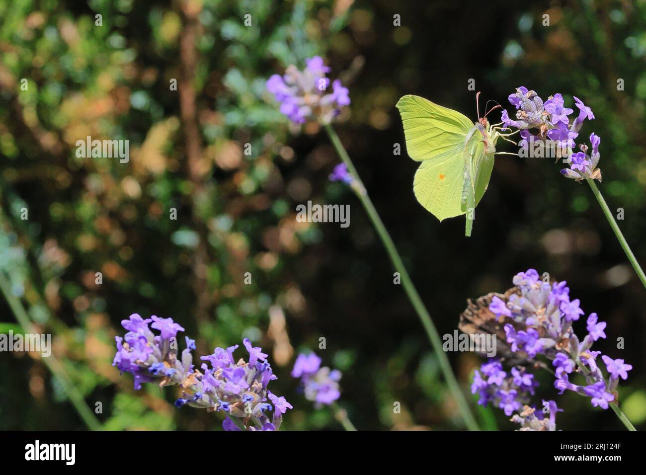 close up of a brimstone butterfly amidst blooming lavender Stock Photo