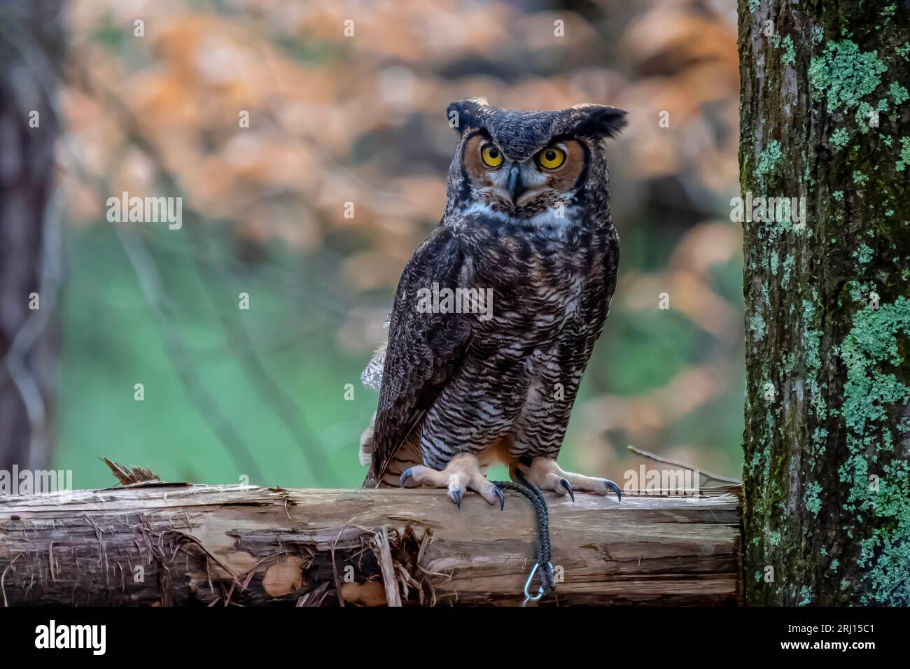 Huntersville, NC, USA. 18th Mar, 2023. The great horned owl (Bubo virginianus), also known as the tiger owl, or the hoot owl, is a large owl native to the Americas. (Credit Image: © Walter G Arce Sr Grindstone Medi/ASP) EDITORIAL USAGE ONLY! Not for Commercial USAGE! Stock Photo