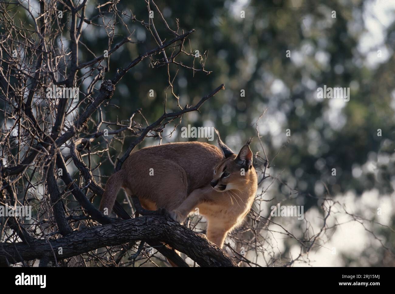 The caracal is a medium-sized wild cat native to Africa, the Middle