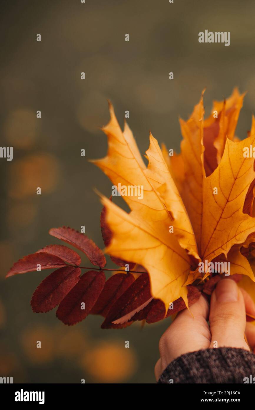 Yellow orange maple leaves hi-res stock photography and images - Alamy