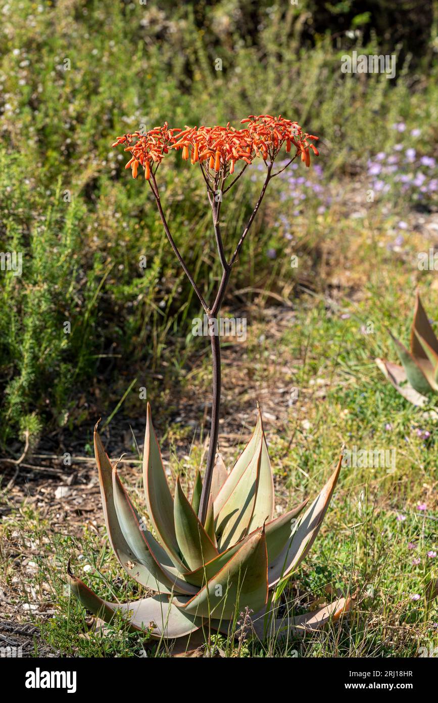 Aloe Ferox in the Seweweekspoort pass , Klein-karoo, Little Karoo, Western Cape, South Africa. parrot sitting on a rope Stock Photo