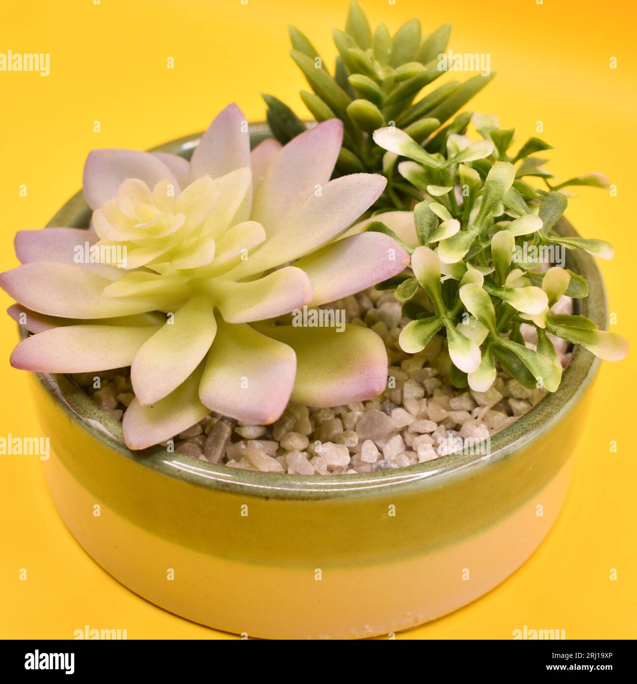 A round shallow bowl containing an artificial plant and some small stones. Stock Photo