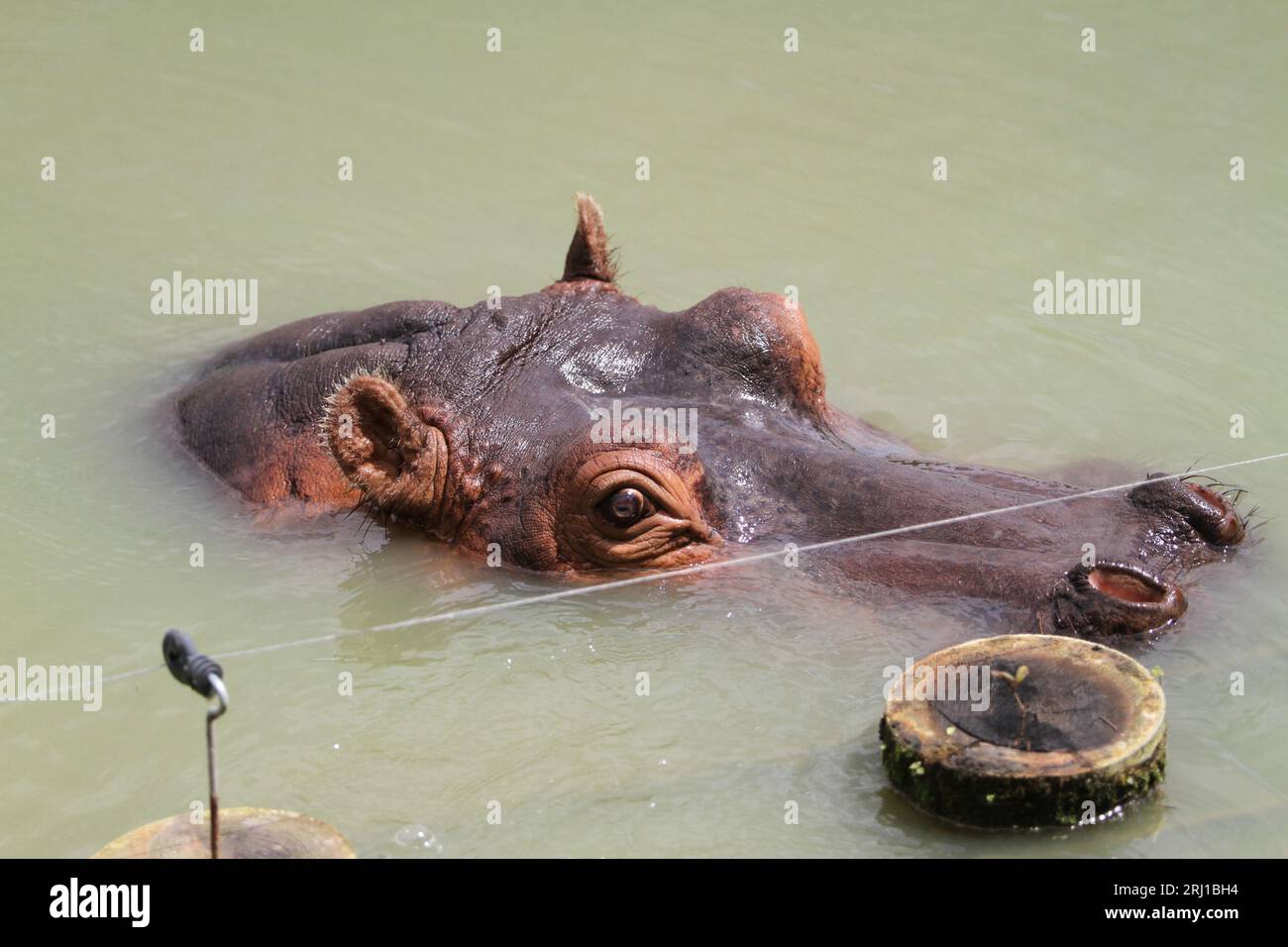 Hippopotamus amphibius outside in the water bathing Stock Photo