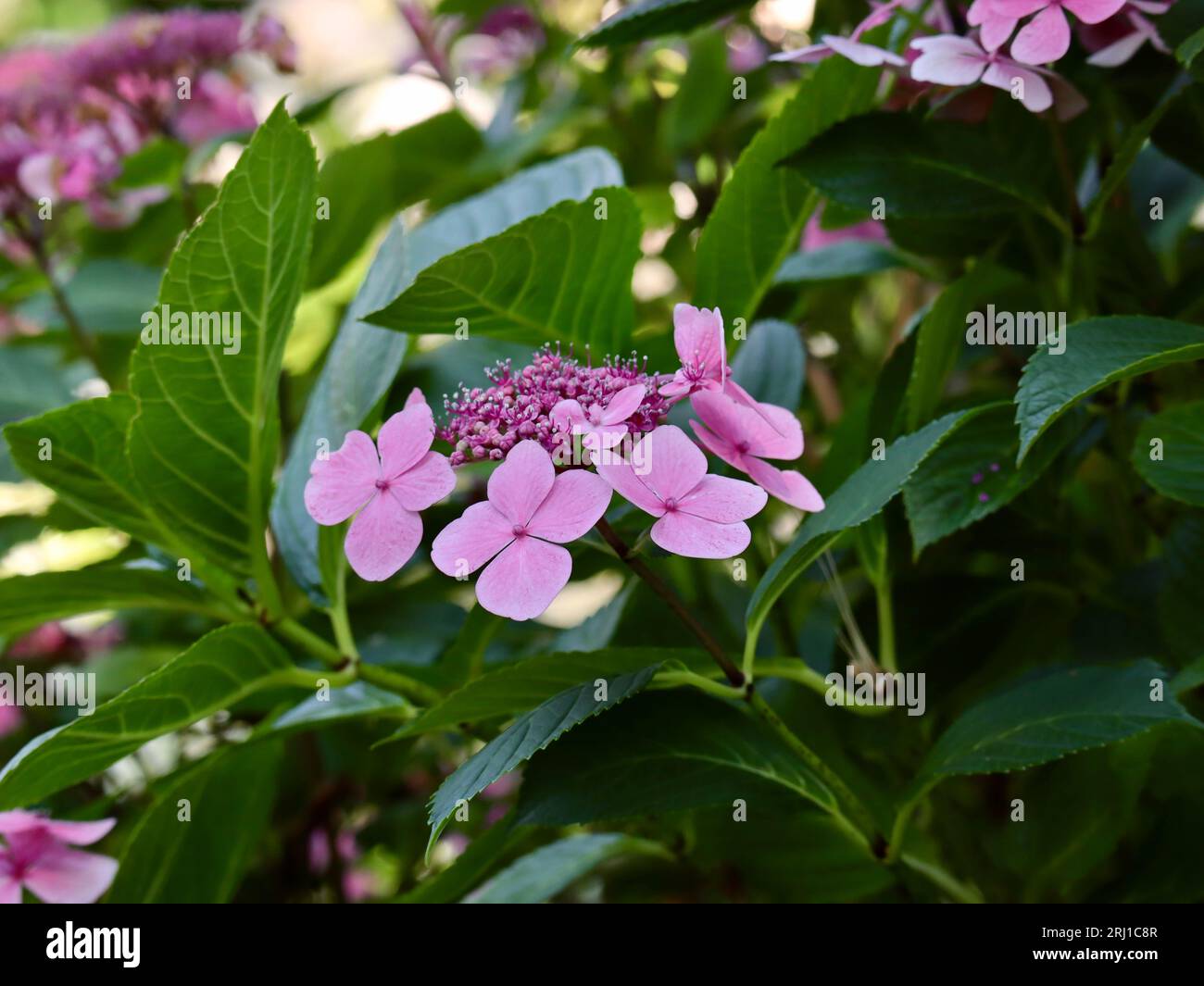 Vibrant pink bloom: a delicate testament to nature's elegance and beauty. Stock Photo