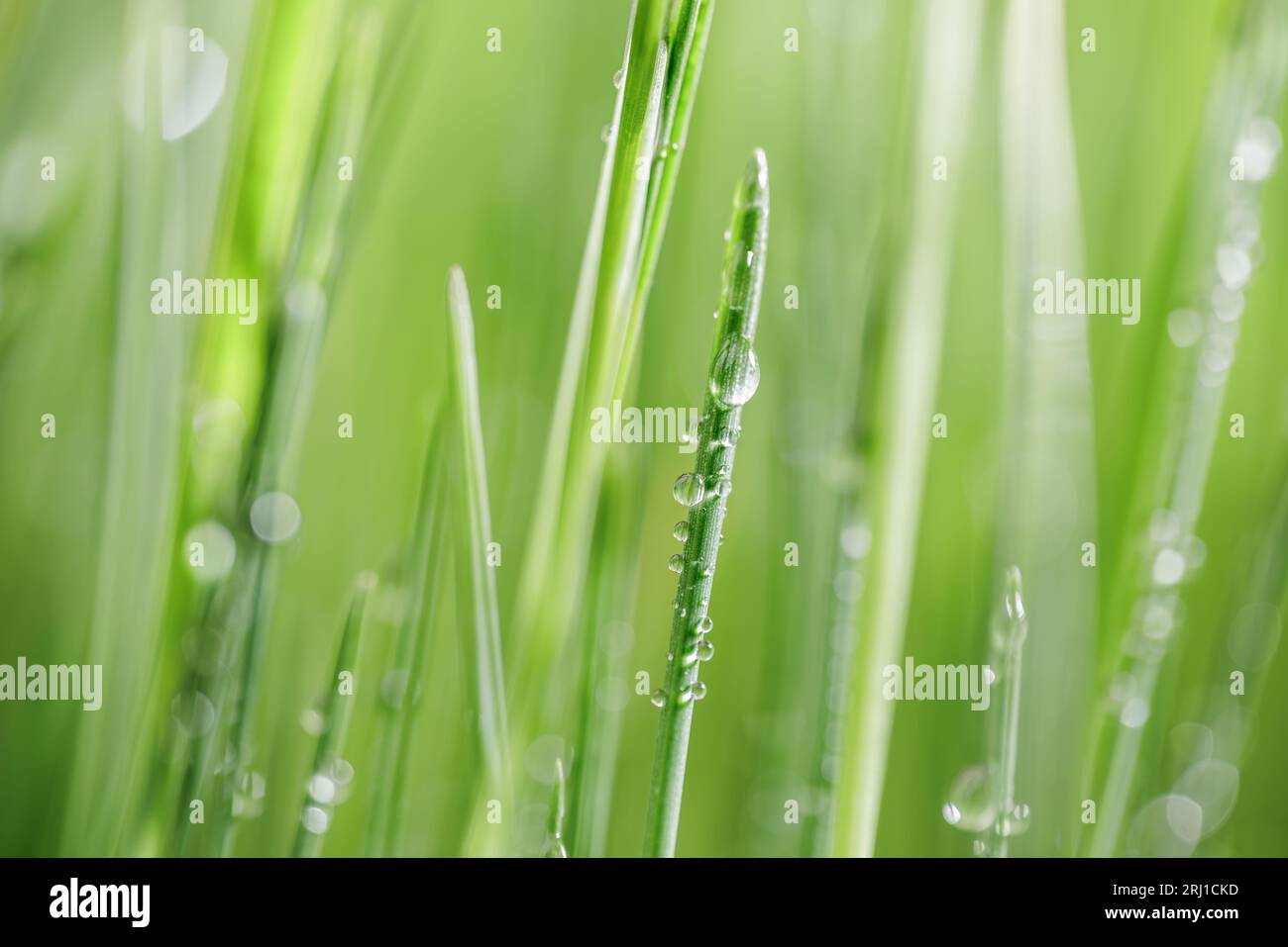 Green grass close up super hi-res stock photography and images - Alamy