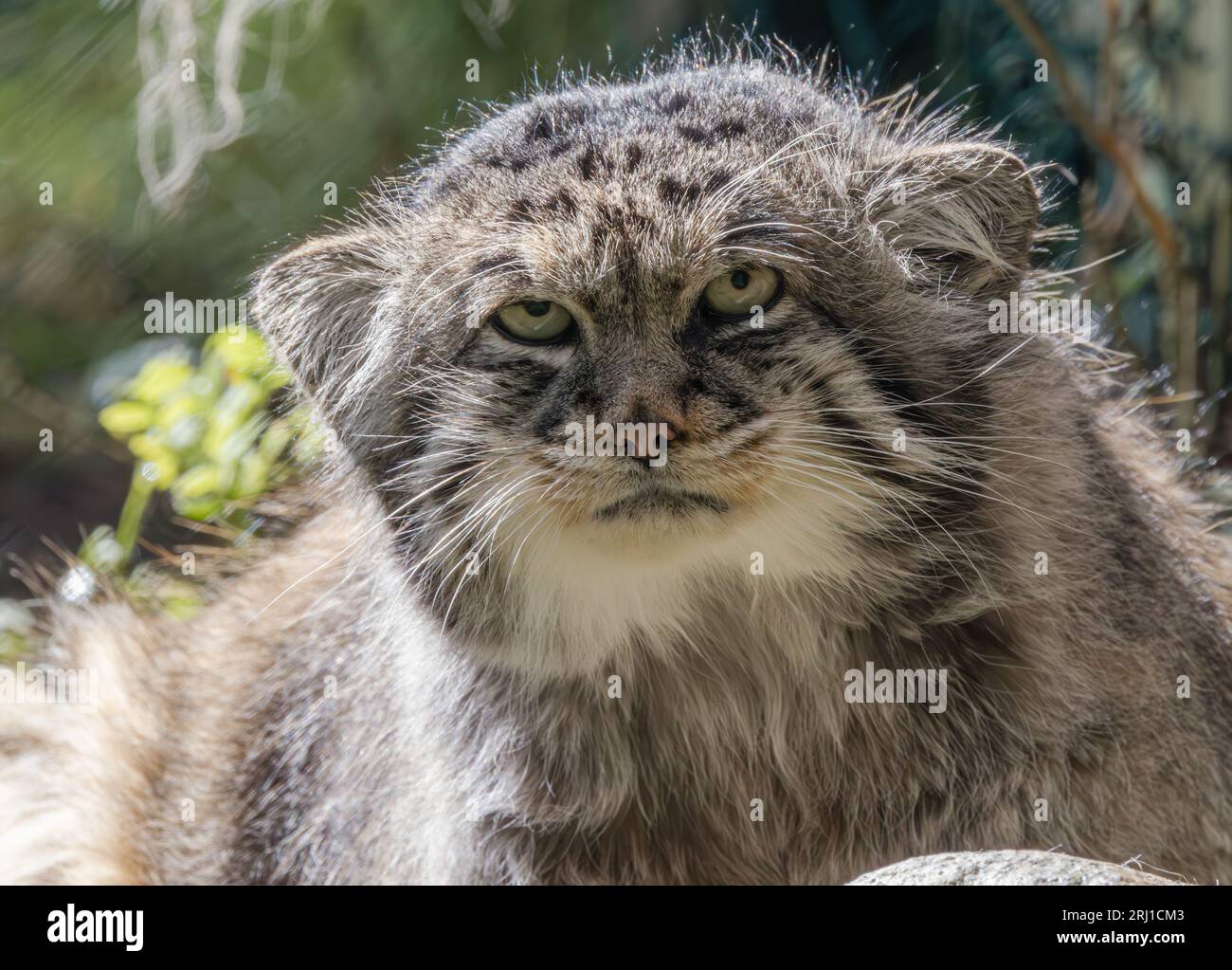 Pallas's cat (Otocolobus manul), also known as the manul, is a small wild cat with long and dense light grey fur, and rounded ears set low on the side Stock Photo
