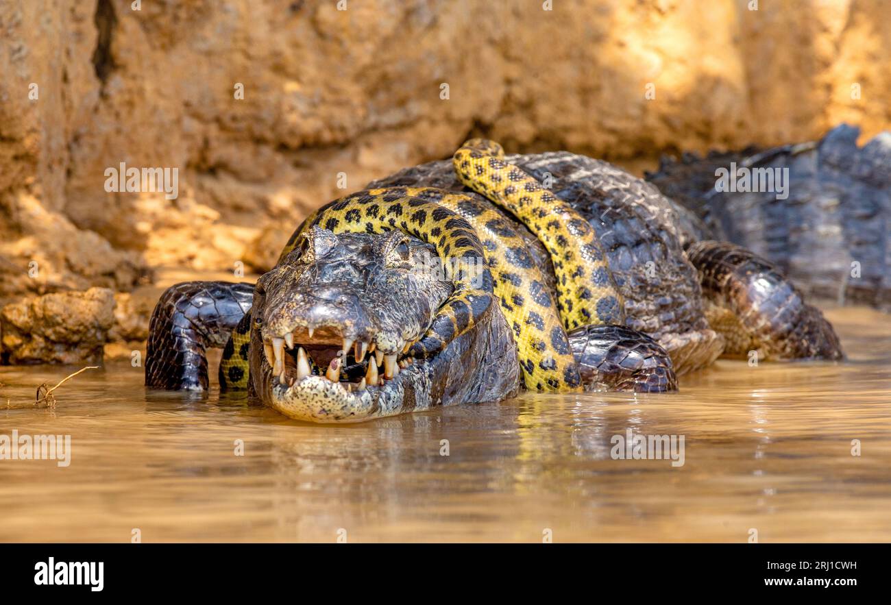 Image result for Cayman (Caiman crocodylus yacare) vs Anaconda (Eunectes murinus ...