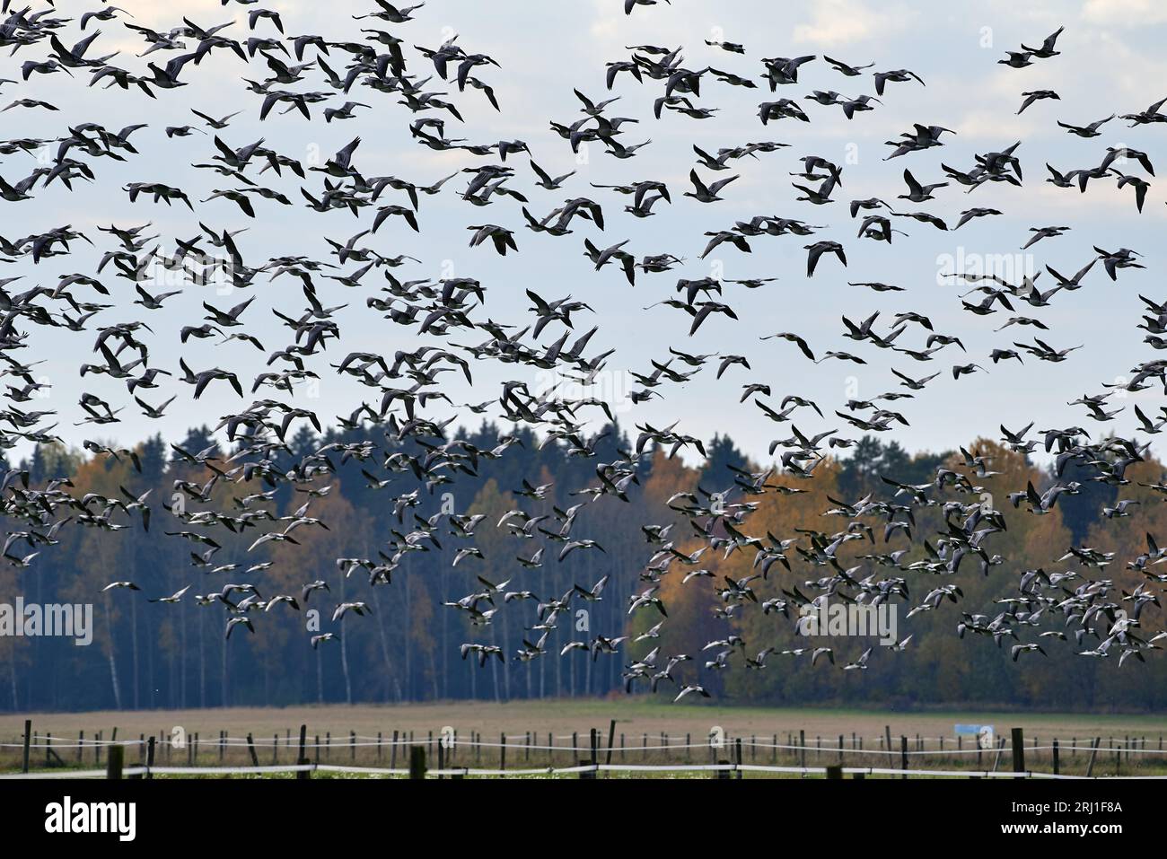 Thick flock of barnacle goose flying in fast speed past forest, stall and fence for lifestock  with Autumn foliage on October Afternoon in Helsinki, F Stock Photo