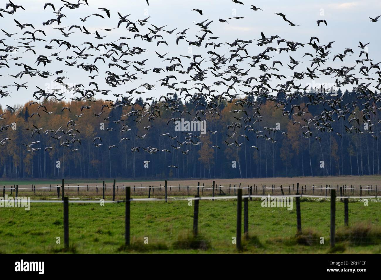 Thick flock of barnacle goose flying in fast speed past forest, stall and fence for lifestock  with Autumn foliage on October Afternoon in Helsinki, F Stock Photo
