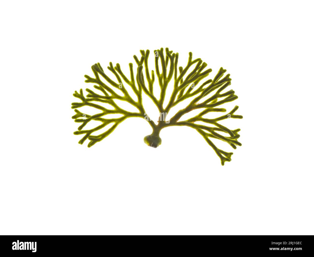 Codium tomentosum or spongeweed algae isolated on white. Velvet horn seaweed. Stock Photo
