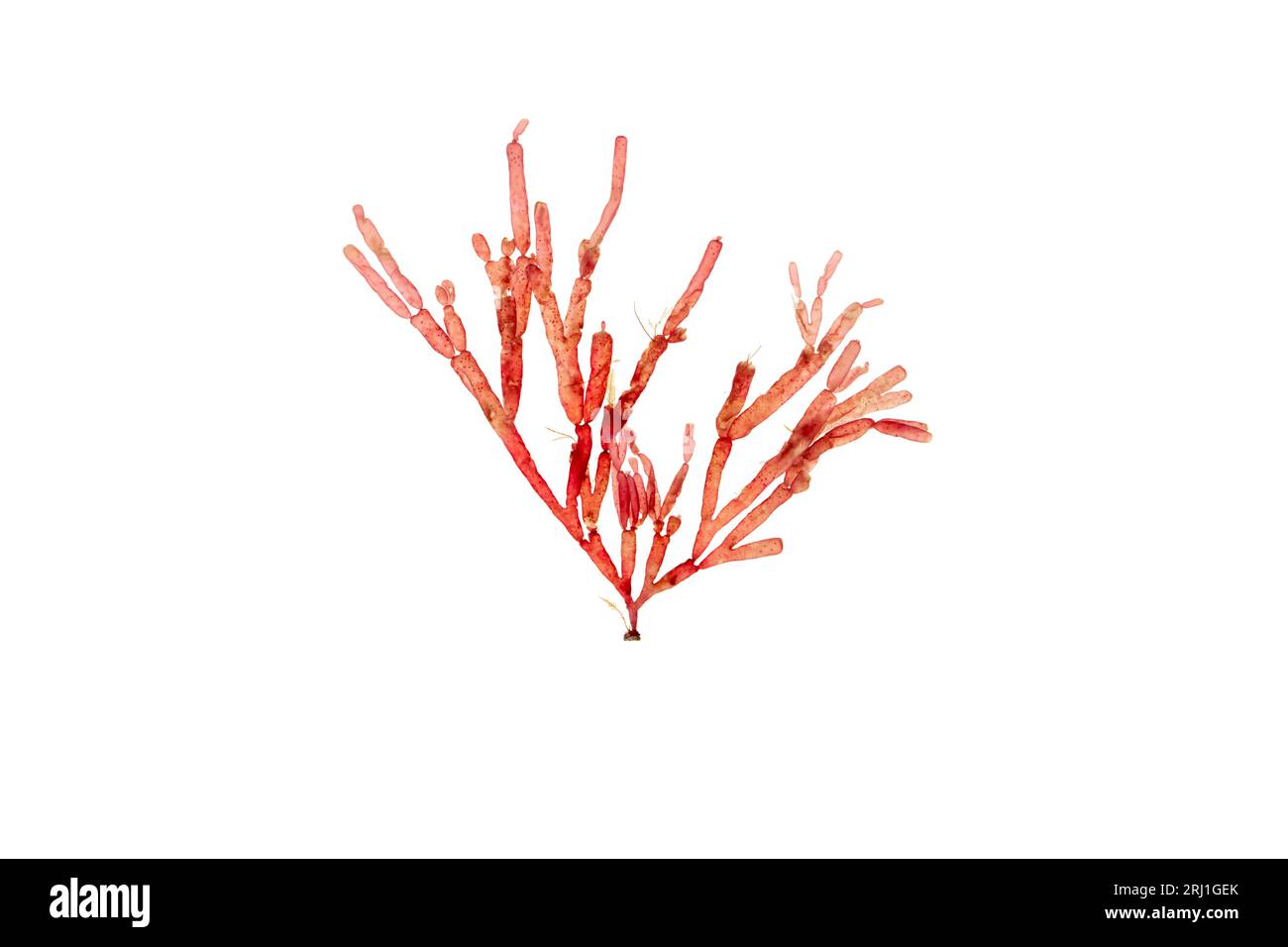 Lomentaria articulata red algae branch isolated on white. Rhodophyta seaweed with jointed cylindrical frond. Stock Photo