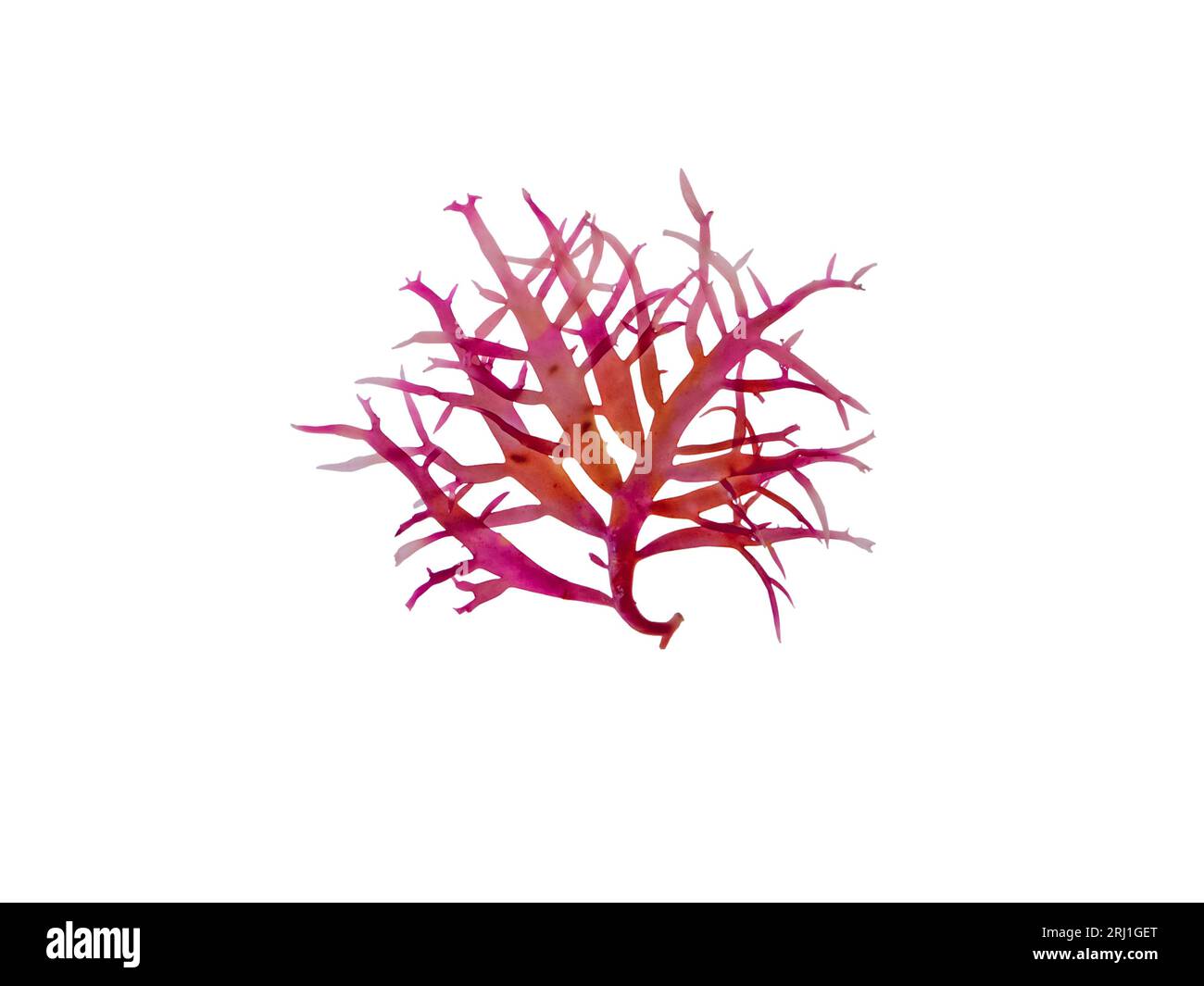 Red algae or rhodophyta branch isolated on white. Red seaweed Stock