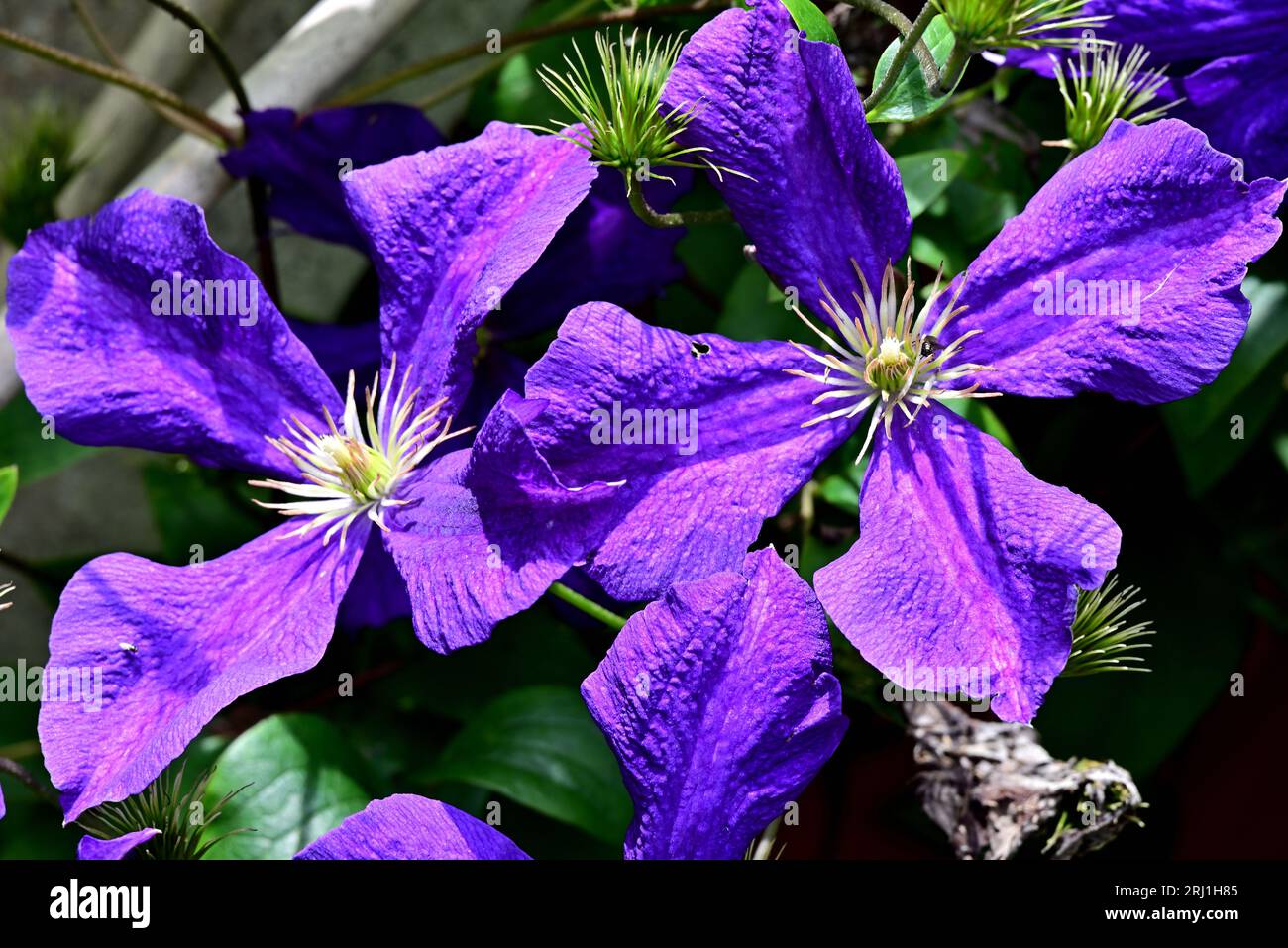 Around the UK - Close up of Clematis 'Jackmanii' flowers Stock Photo