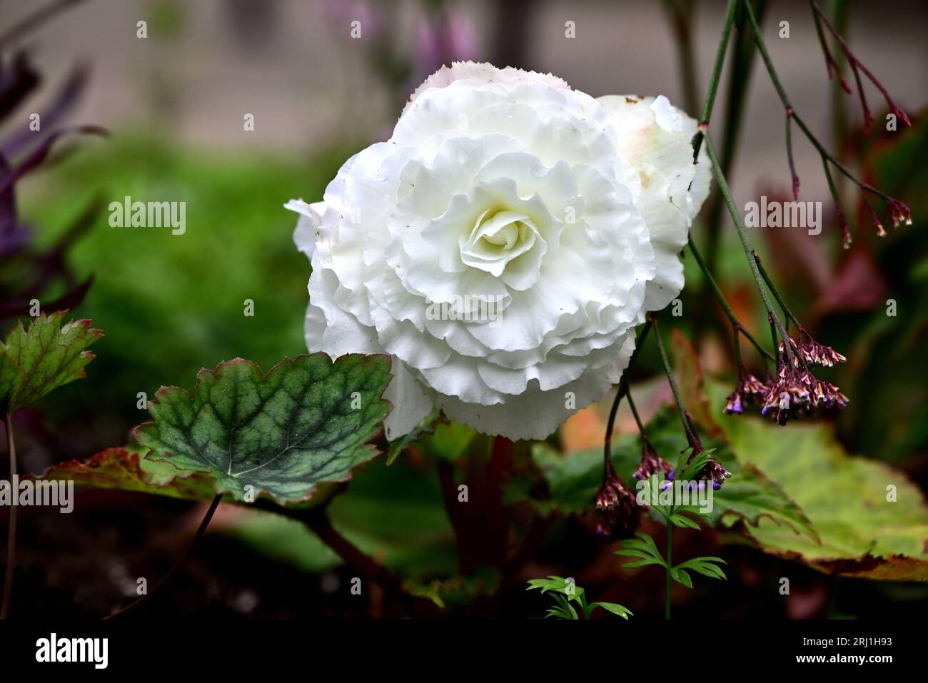 Around the UK - Single White Begonia flower Stock Photo