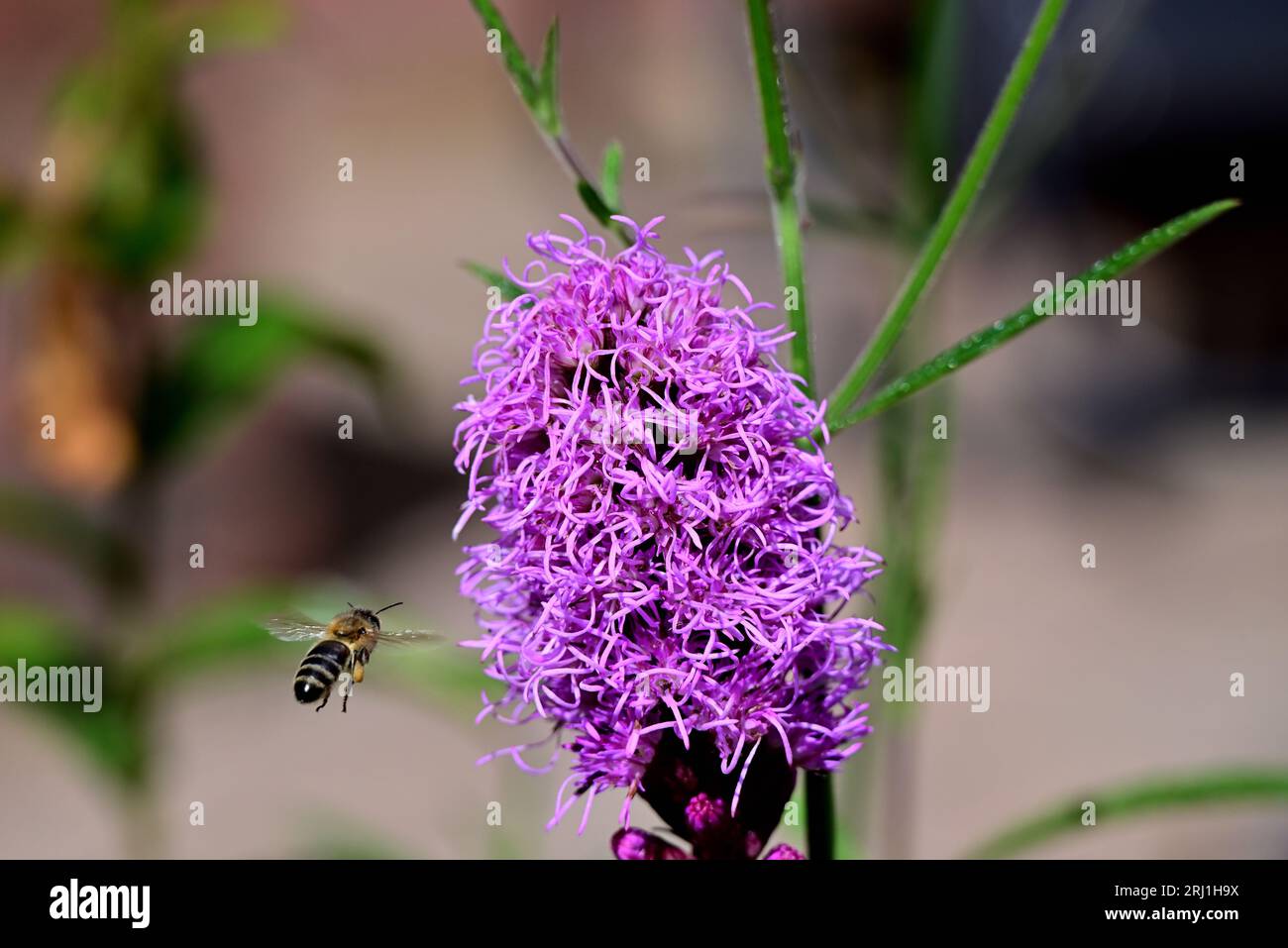 Around the UK - Liatris spicata being attractive to a bee Stock Photo