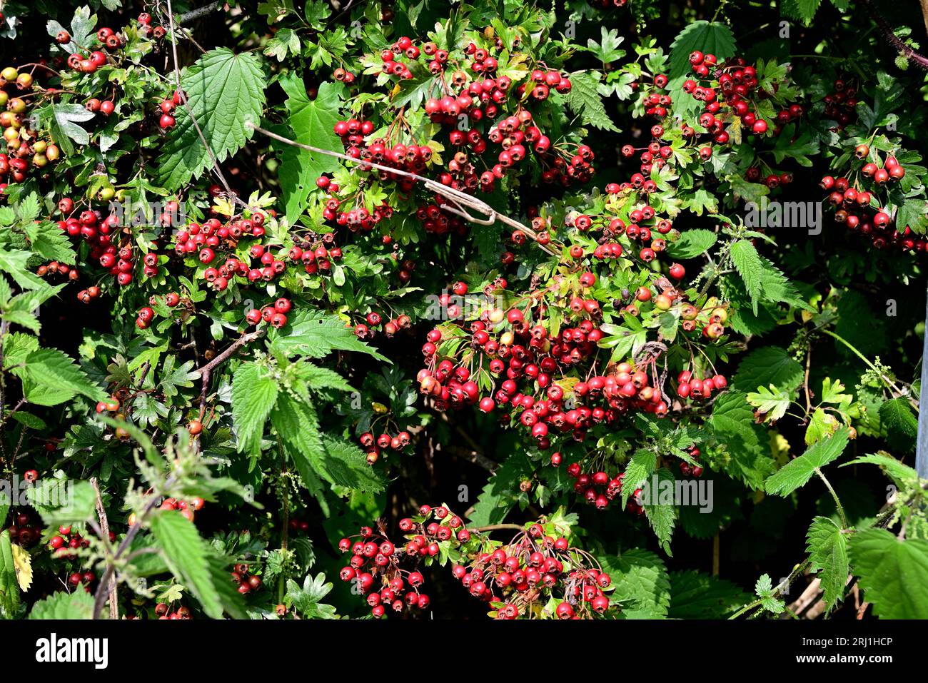 Around the UK - Hawthorn berries in a Lancashire hedgerow Stock Photo
