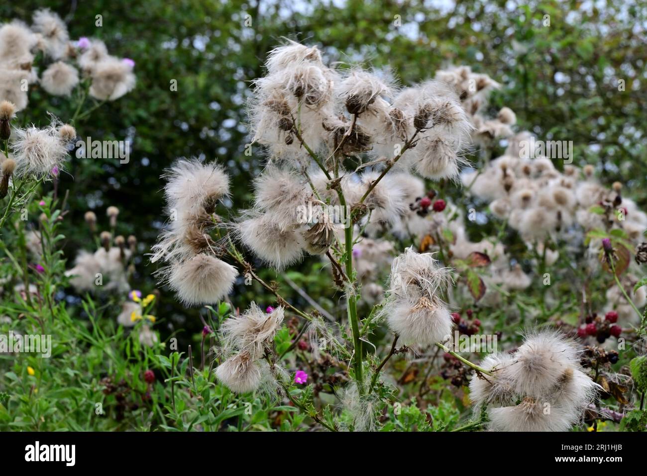 Around the UK - Thistle Seed heads on a hedgerow plant in Cuerden Vally Park, Chorley Stock Photo