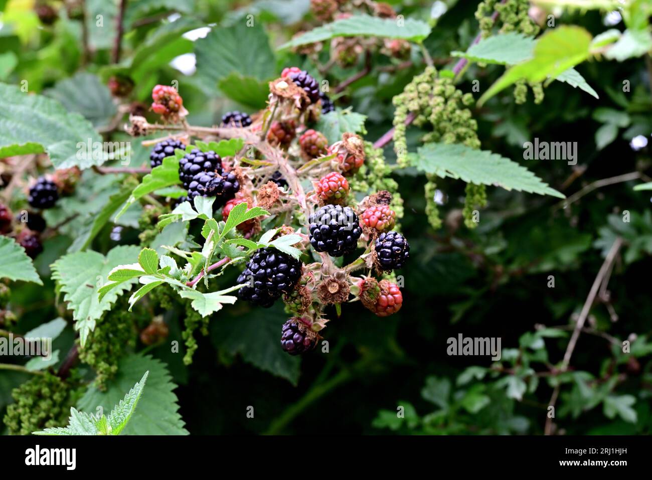 Around the UK - Wild Blackberries ready for collecting Stock Photo