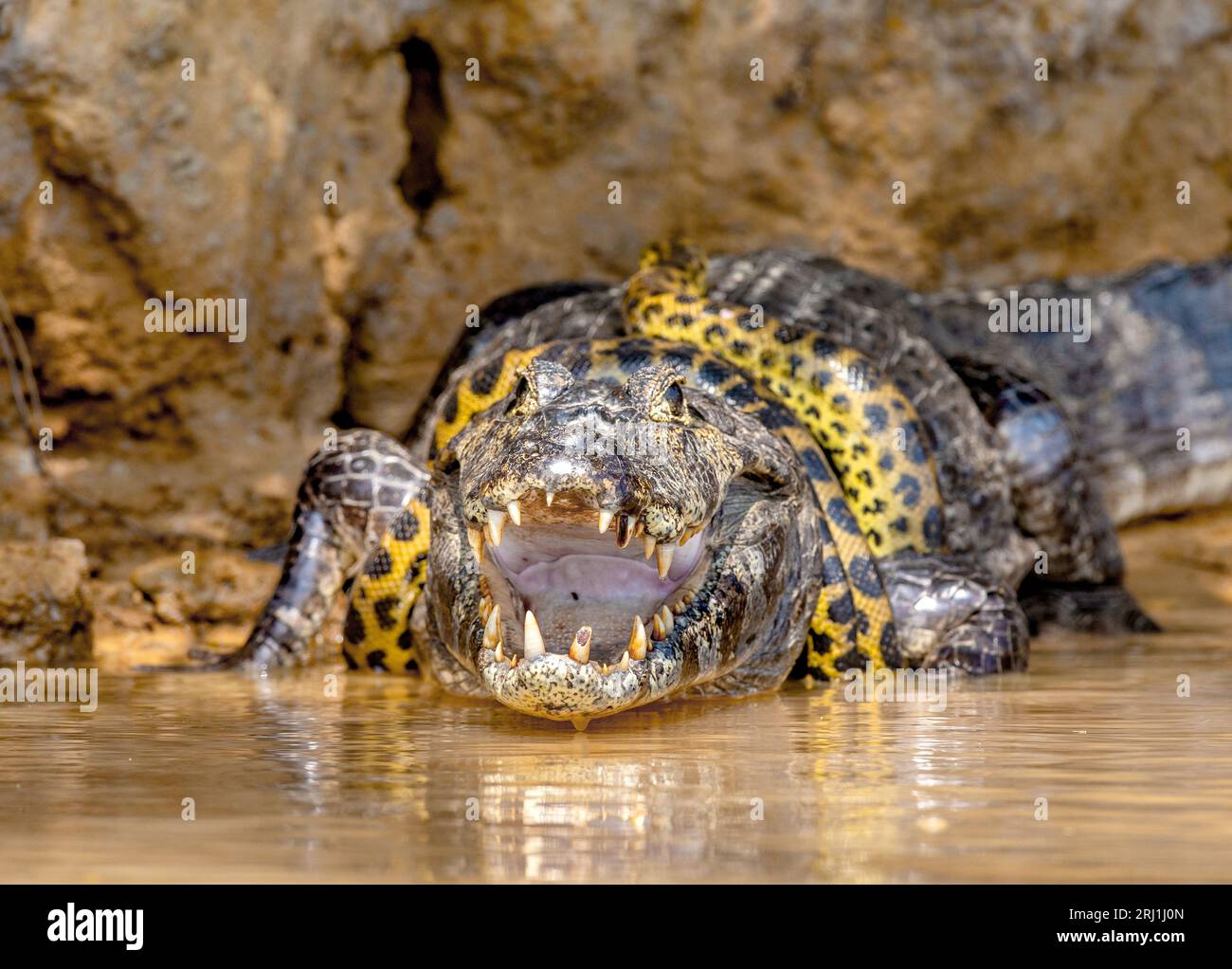 Image result for Cayman (Caiman crocodylus yacare) vs Anaconda (Eunectes murinus ...
