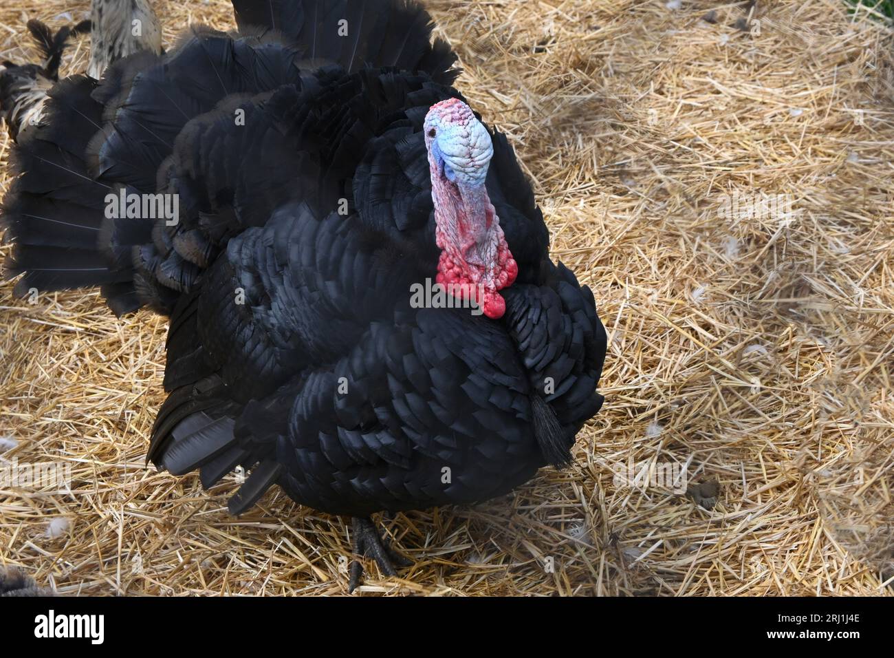 turkey Stock Photo