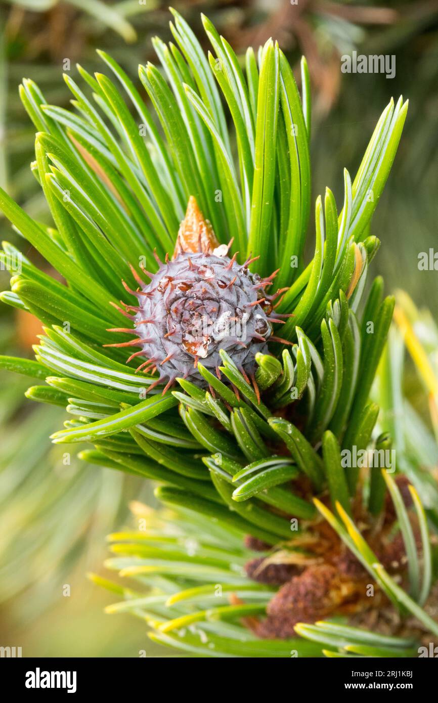 Colorado Bristlecone Pine, Pinus aristata, Coniferous, Pine, Branch, Close up, Needles Stock Photo